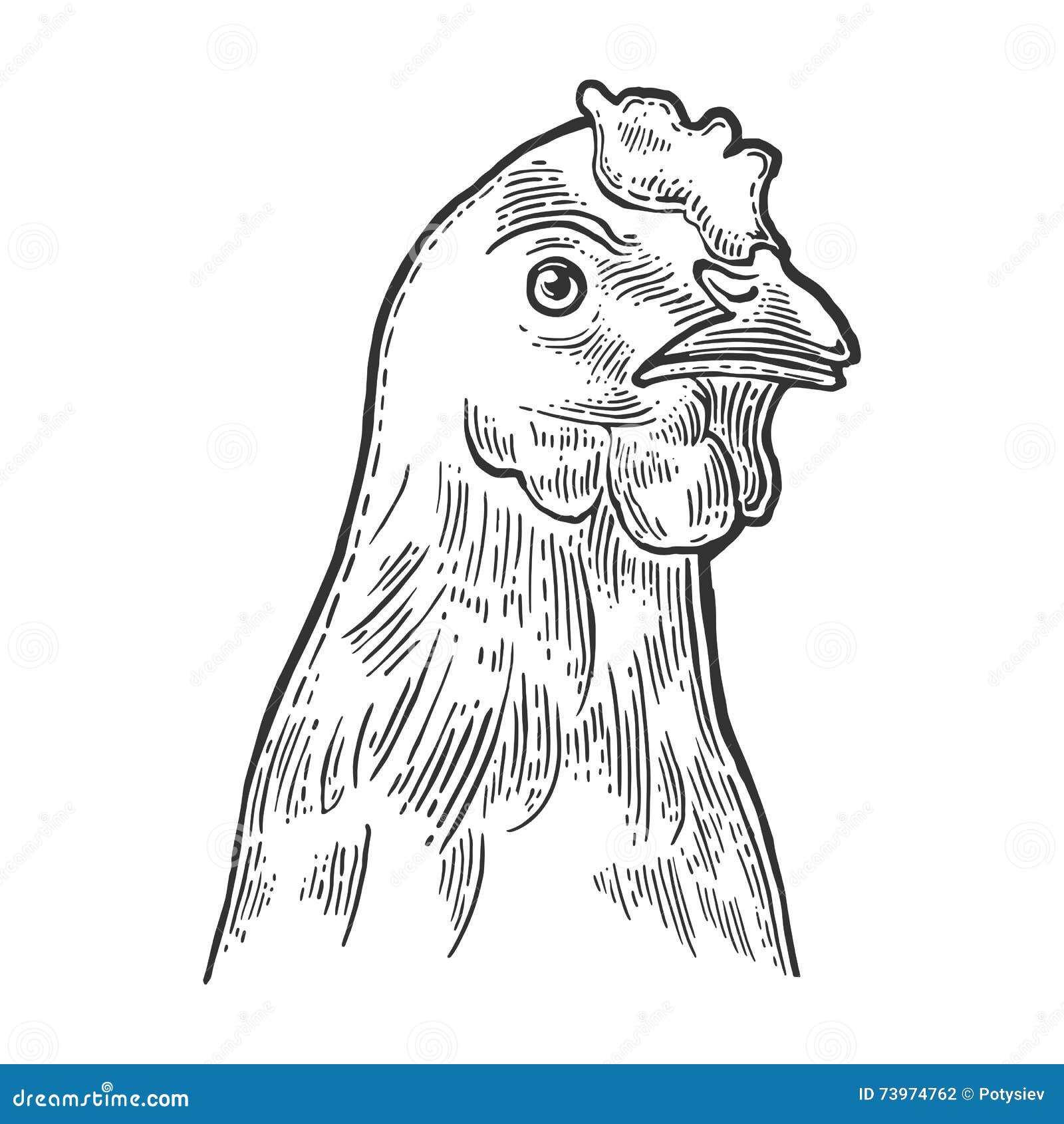 How to Draw a Chicken Hen