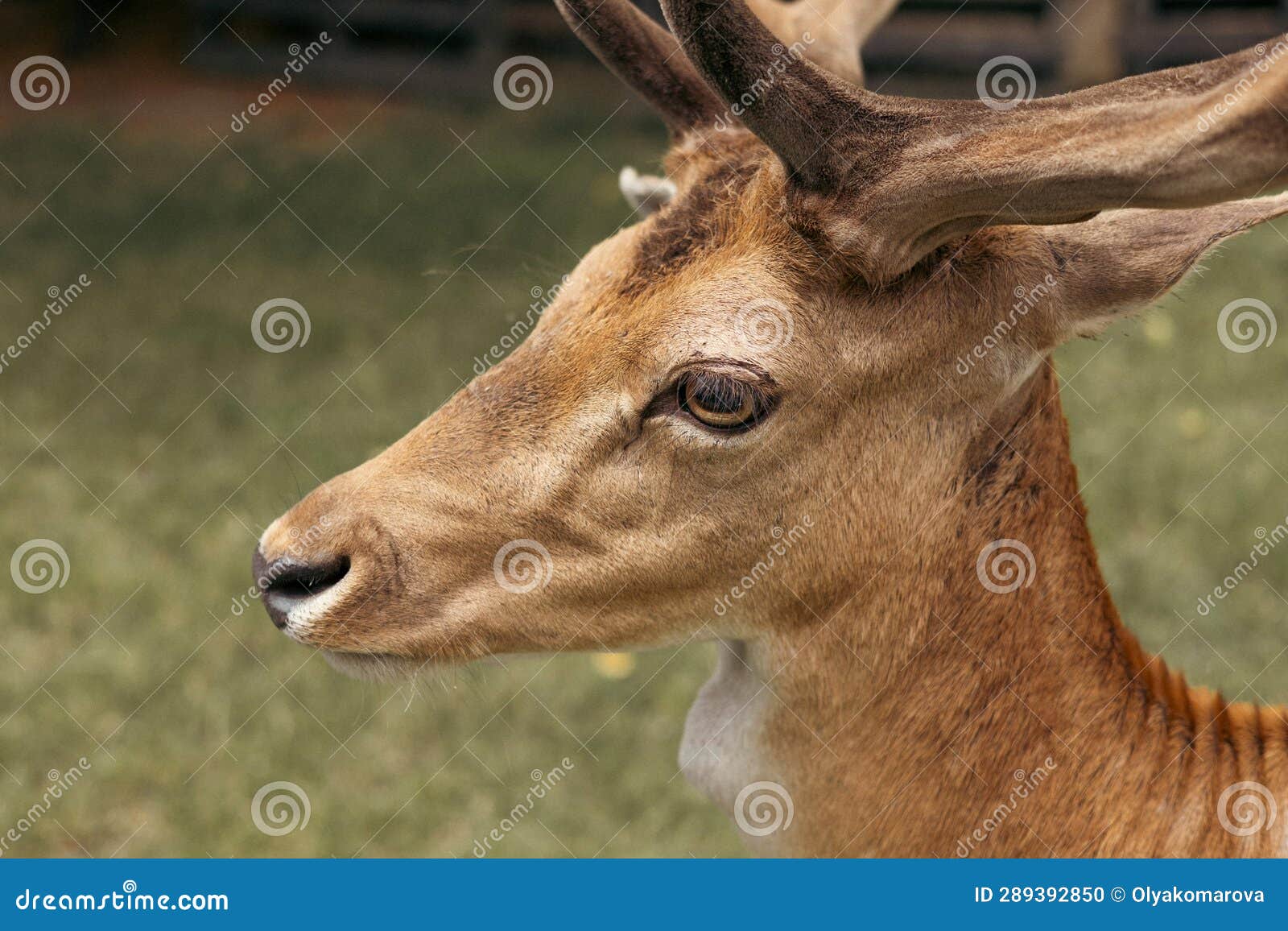 head close-up of a fallow deer against green background