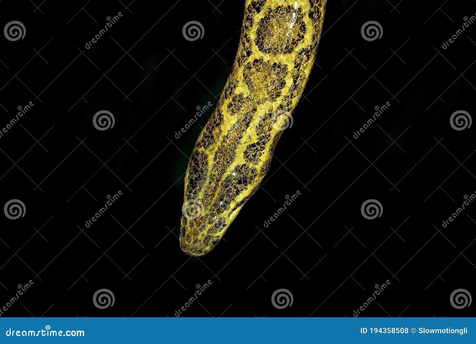head close-up of yellow anaconda eunectes notaeus against black background