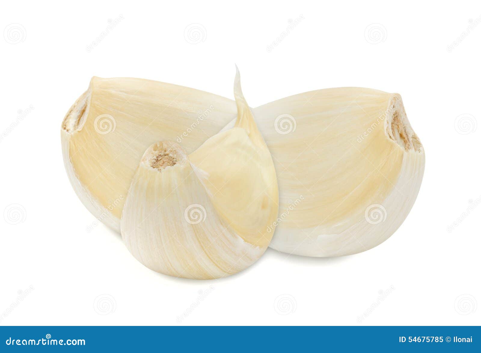 Head and clove of garlic stock image. Image of cutted 54675785