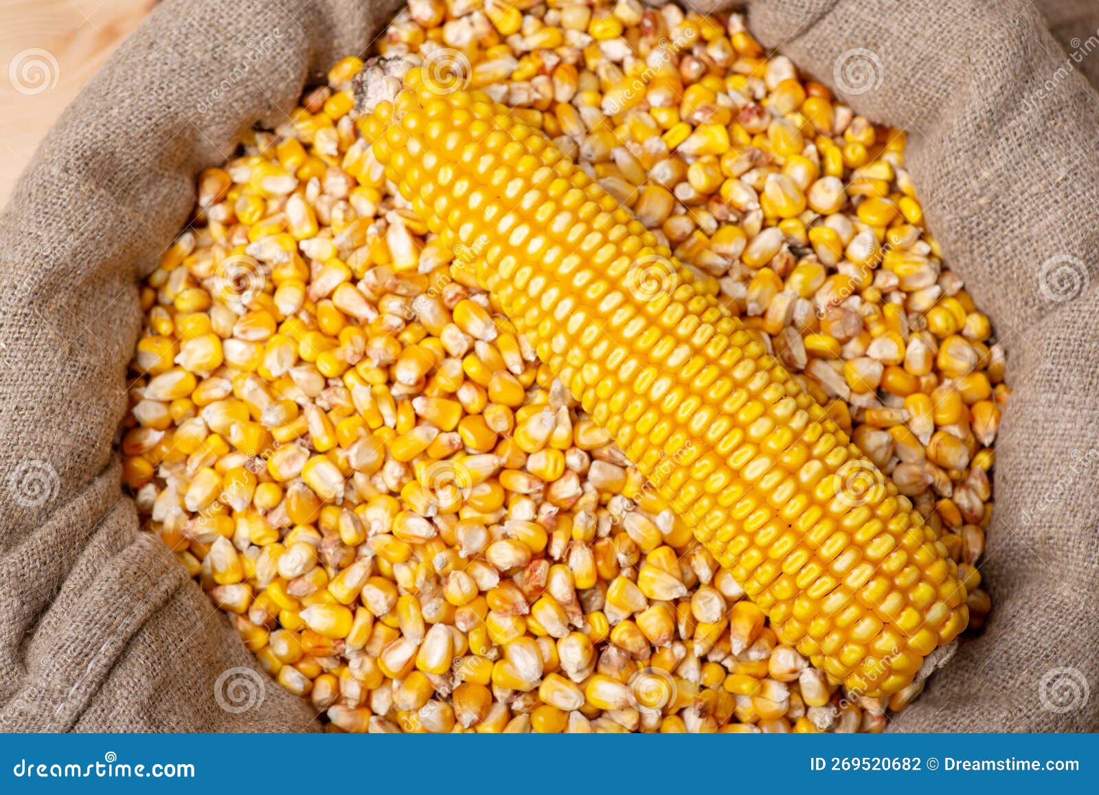 Head of corn on corn grain stock photo. Image of combine 269520682