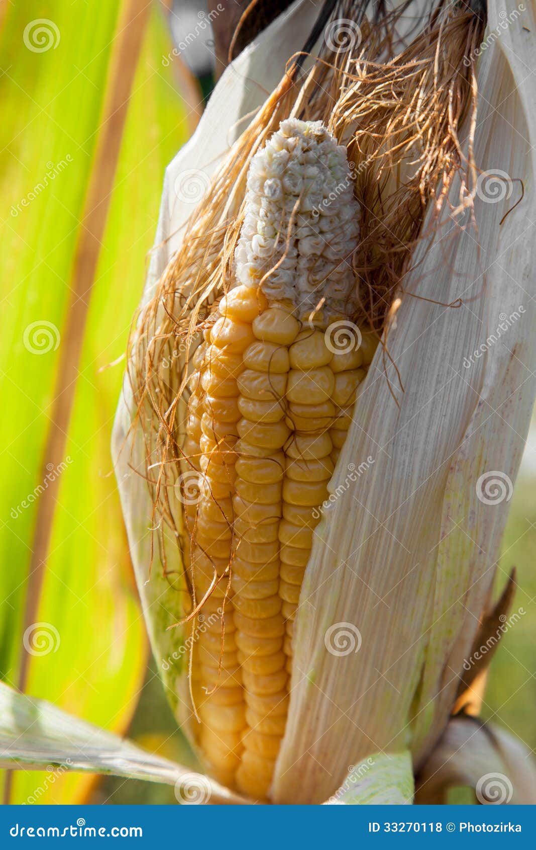 A head corn stock photo. Image of natural, growth, field 33270118