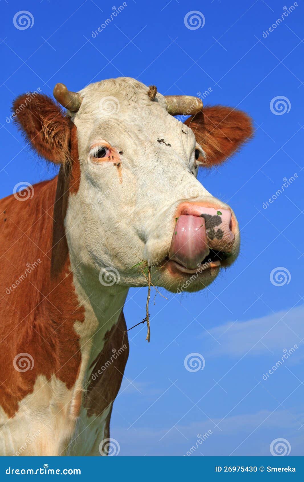 Head of a Cow Against the Sky Stock Photo Image of fauna, feed 26975430