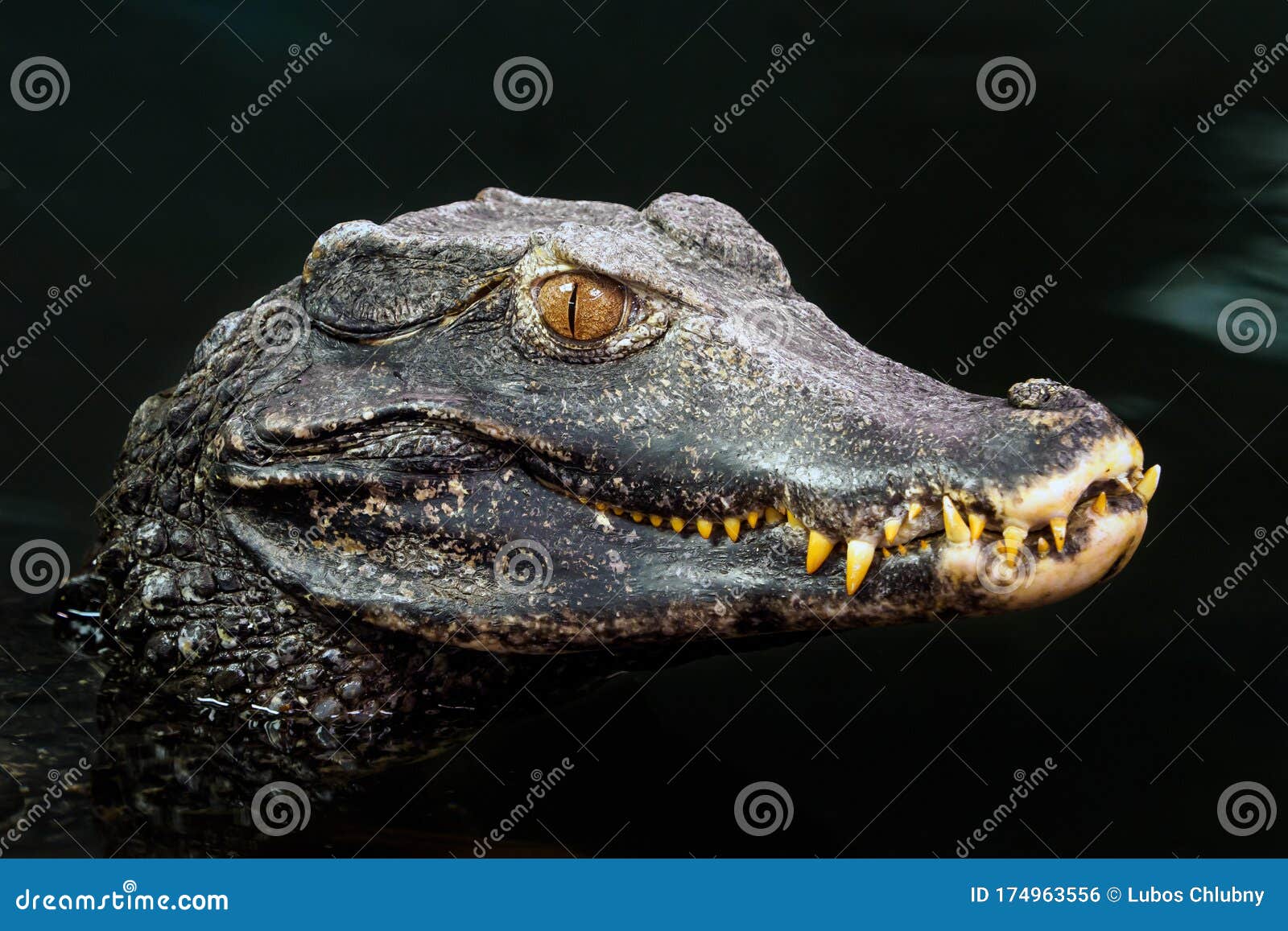 head of a crocodile paleosuchus palpebrosus. dwarf caiman