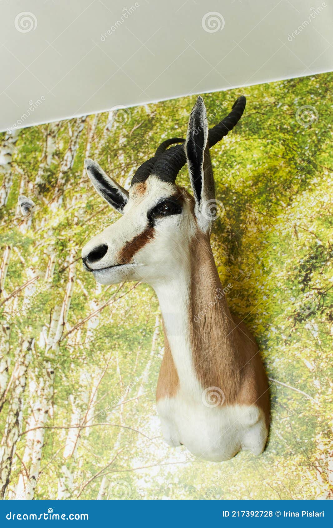 The Head of a Dead Antelope on a Wall. a Hunting Lodge, a Stuffed Animal with Long Horns Stock Photo - Image of interior, asymmetric: 217392728 The Head of a Dead Antelope on a Wall. a Hunting Lodge, a Stuffed Animal with Long Horns Stock Photo - Image of interior, asymmetric: 217392728