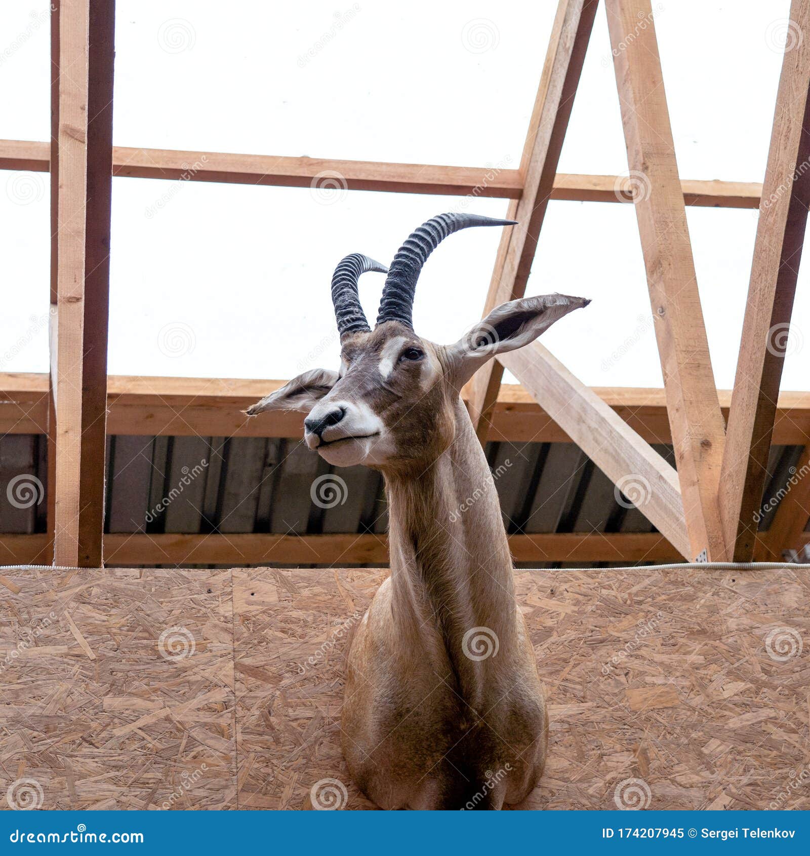 The Head of a Dead Antelope on a Wooden Wall. a Hunting Lodge, a Stuffed  Animal with Stock Image - Image of cute, snout: 174207945