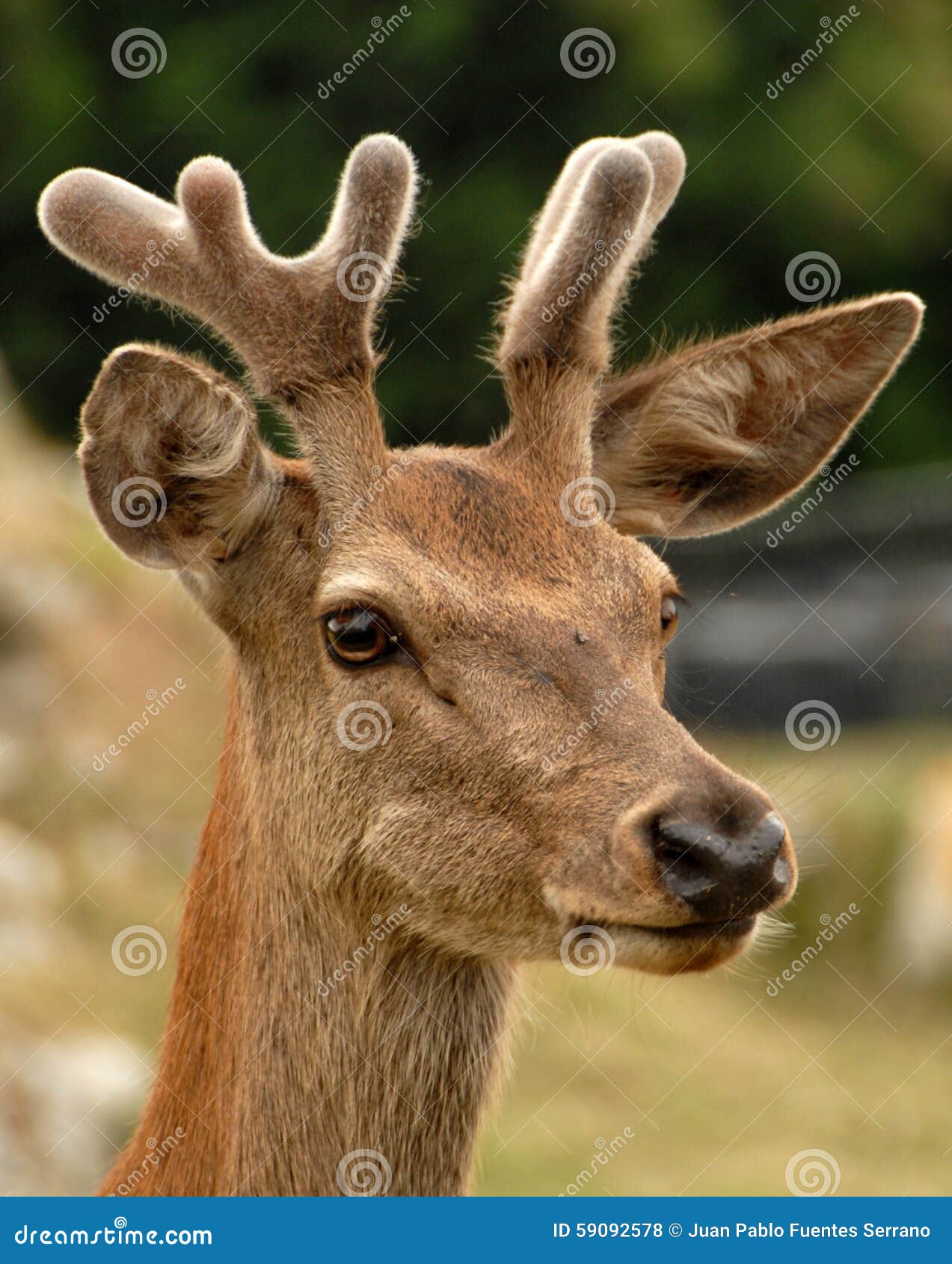 head of a deer in the field