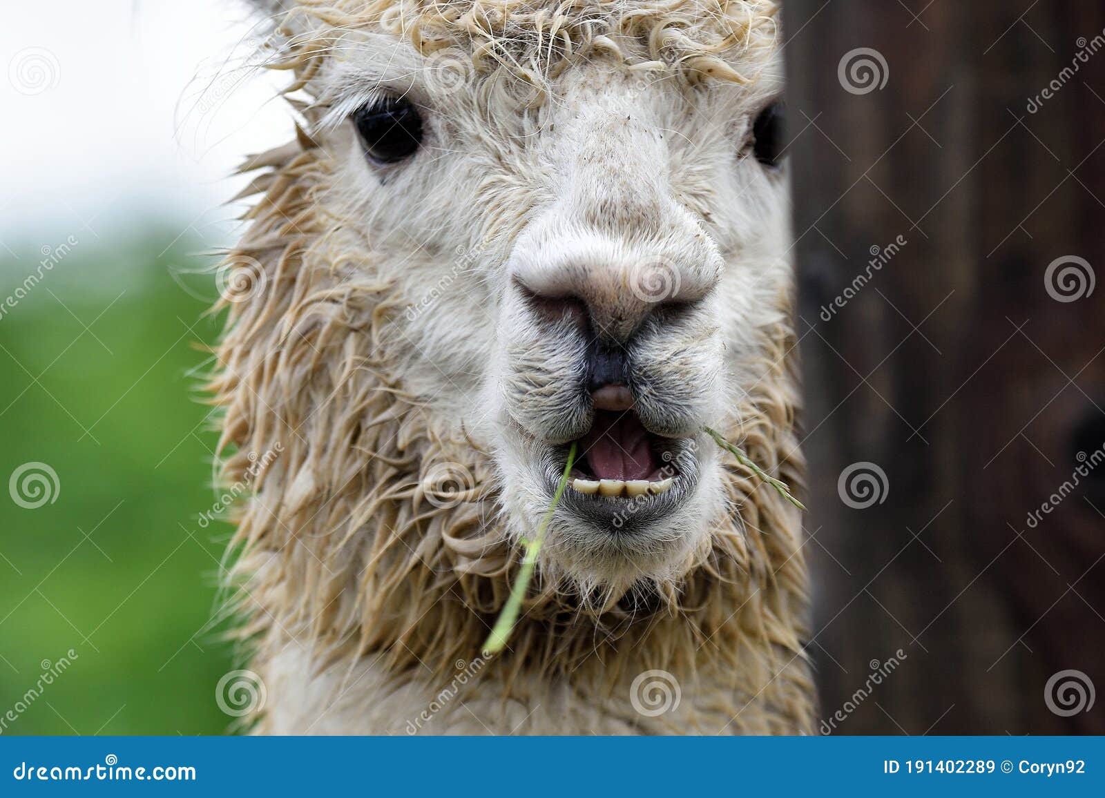 The Head Detail of Cute Lama Alpaca. Wet Alpaca with Open Mouth Stock Image - Image of mammal, farming: 191402289 The Head Detail of Cute Lama Alpaca. Wet Alpaca with Open Mouth Stock Image - Image of mammal, farming: 191402289