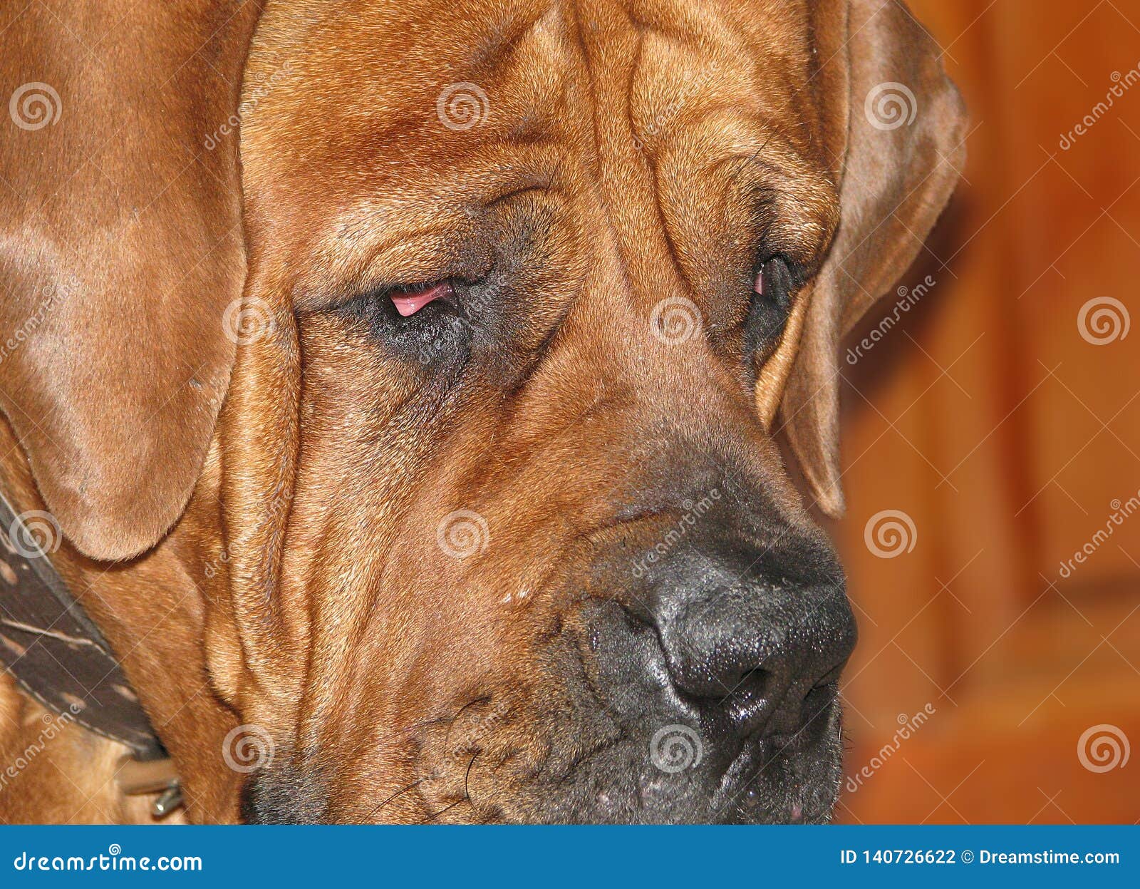 240,793 Dog Head Stock Photos - Free & Royalty-Free Stock Photos from  Dreamstime