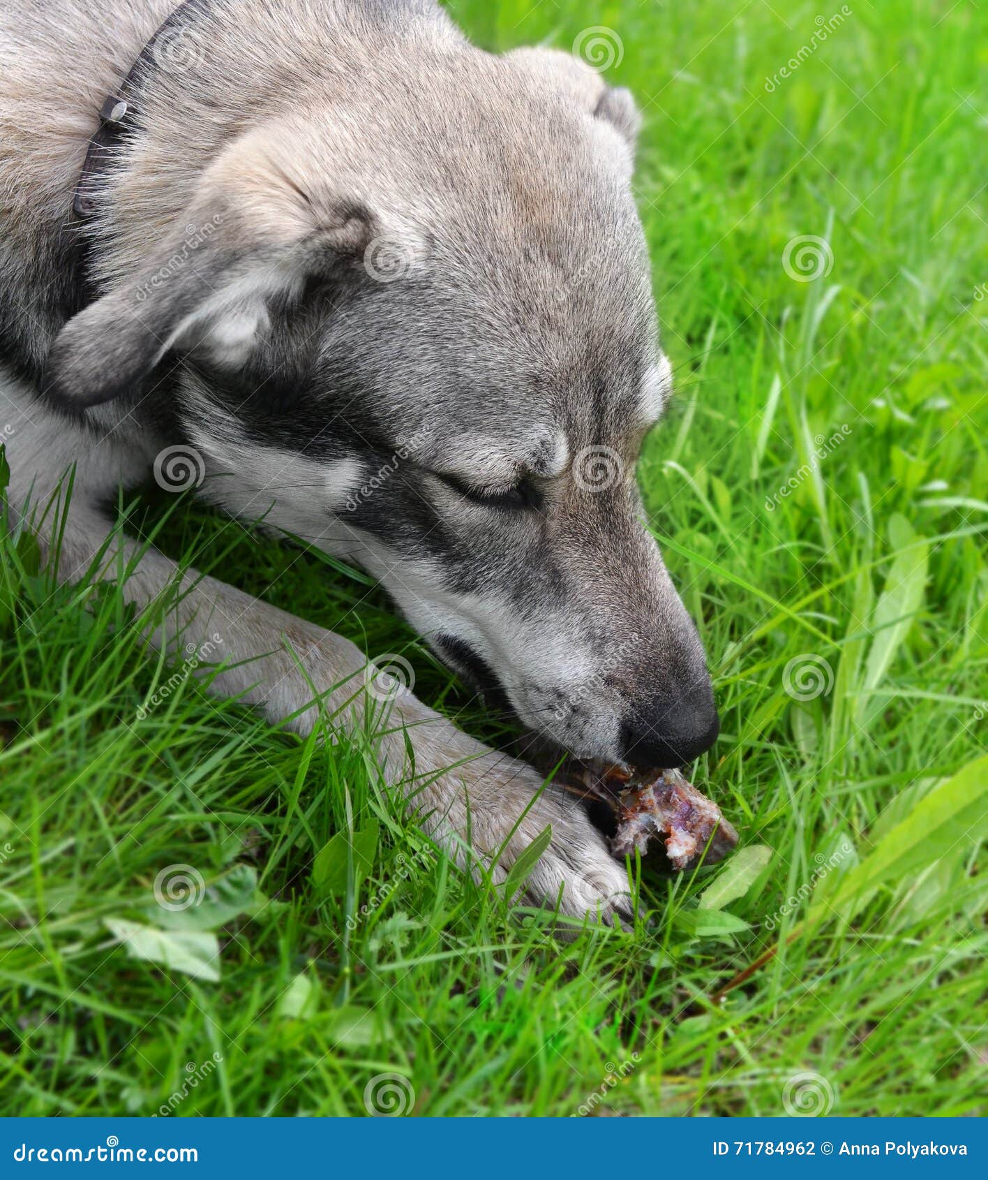 The Head of the Dog Gnawing a Bone Stock Photo Image of black, gnaw