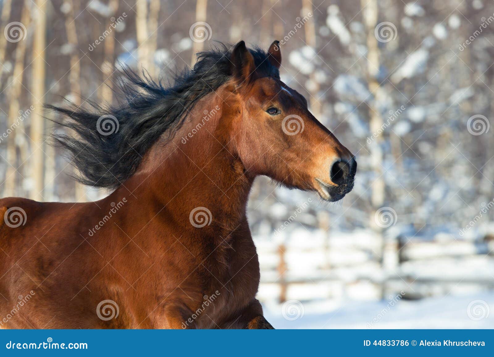 Head Of A Draft Horse Running In Winter Stock Photo Image 44833786