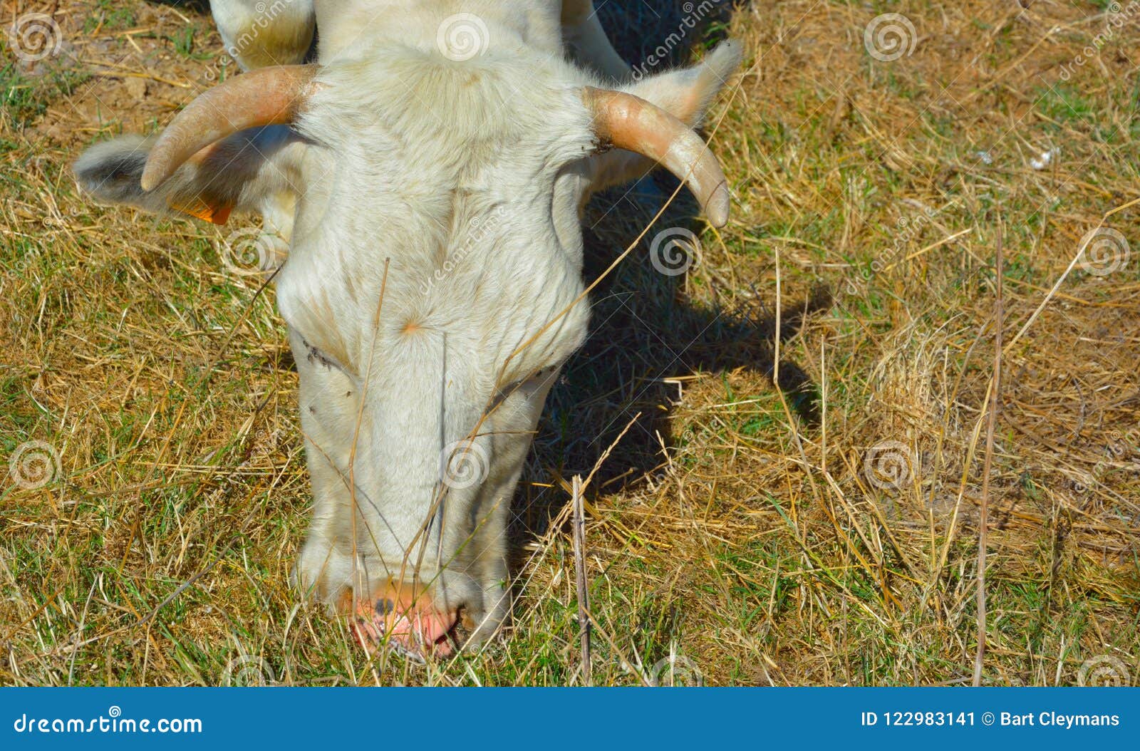Head of a eating cow stock image. Image of meadow, grasing 122983141