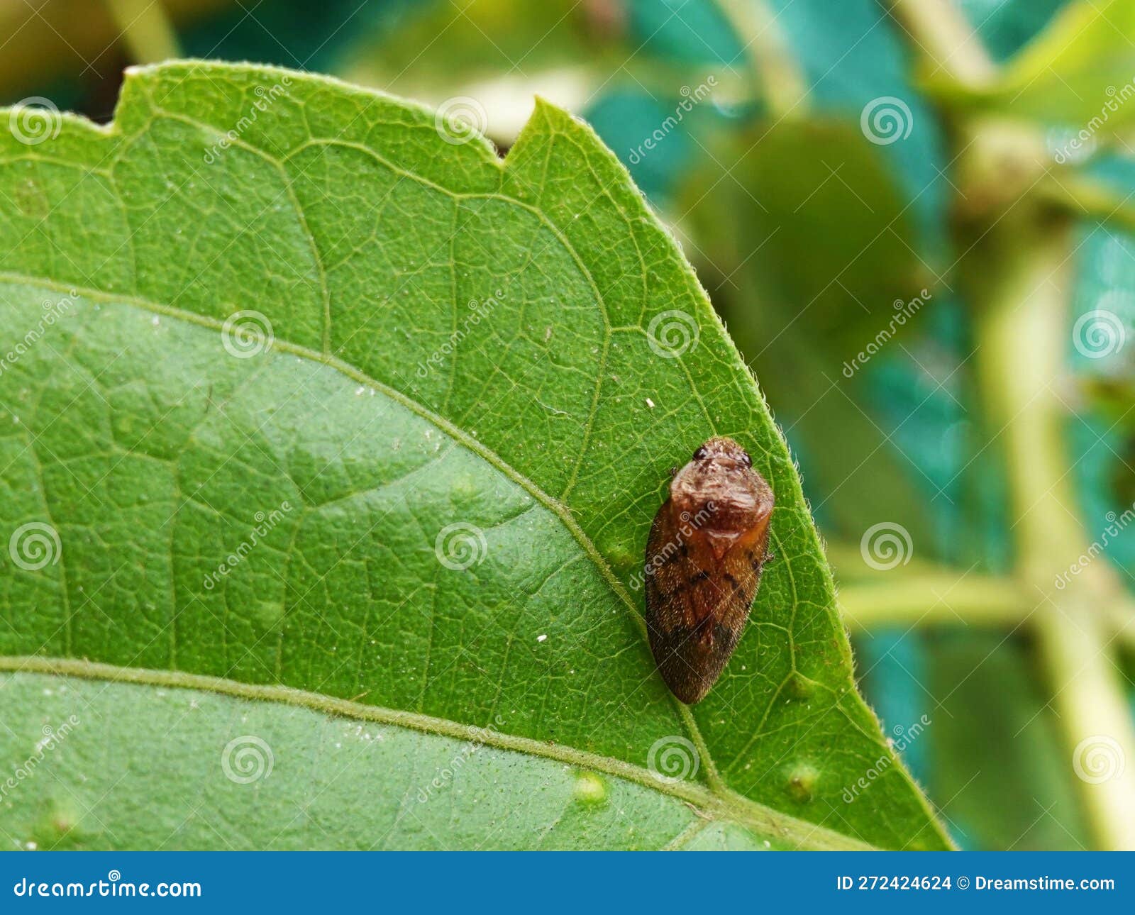 Eggplant Leaves Are Green And Have Spots RoyaltyFree Stock Photo