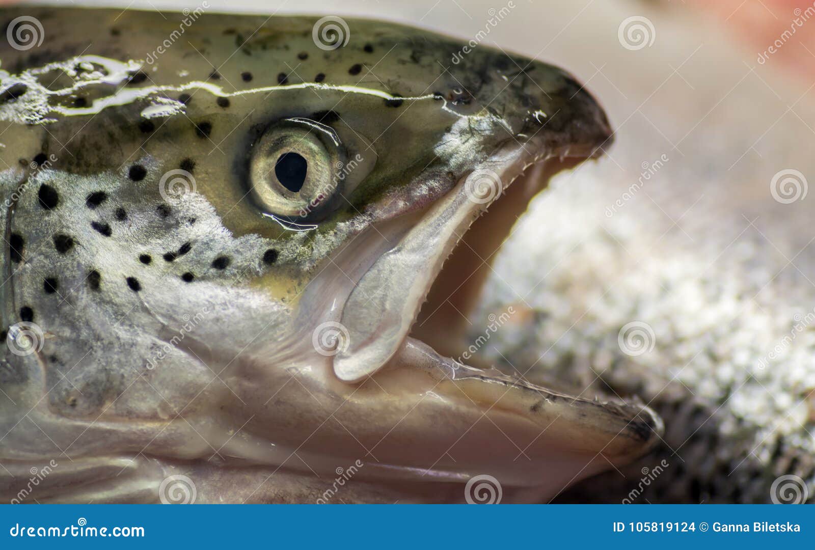 Head with Eye Fish Salmon Large Teeth Openmouth Predator. Stock Photo