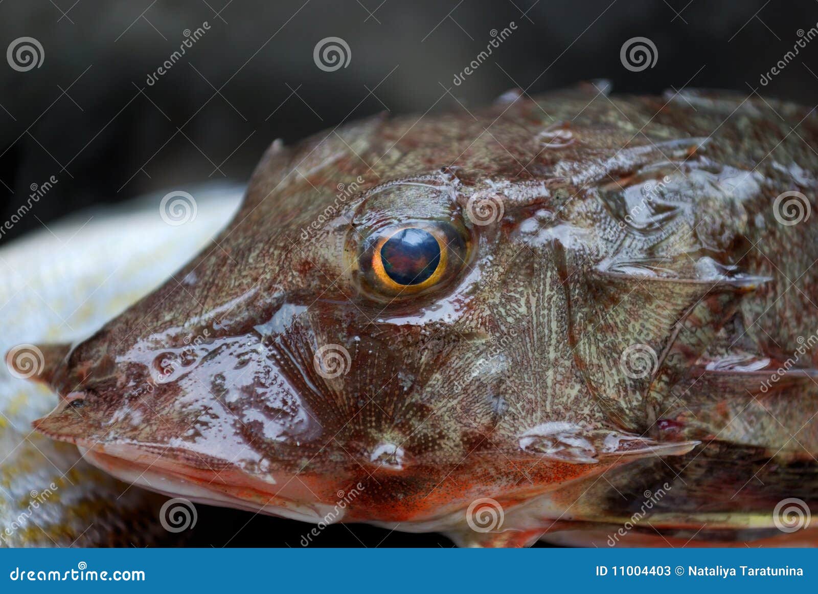 Catfish Ugly Stock Photos - Free & Royalty-Free Stock Photos from