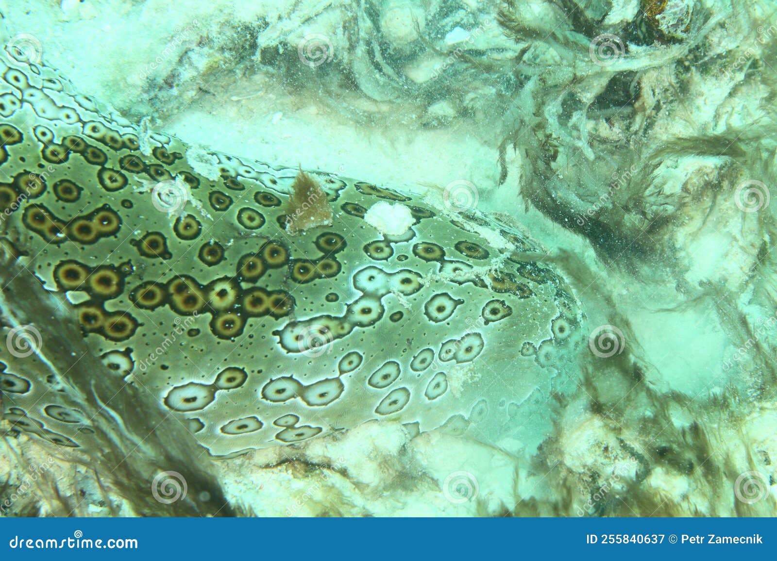 Head of Fish Reef Lizardfish Stock Image Illustration of marine
