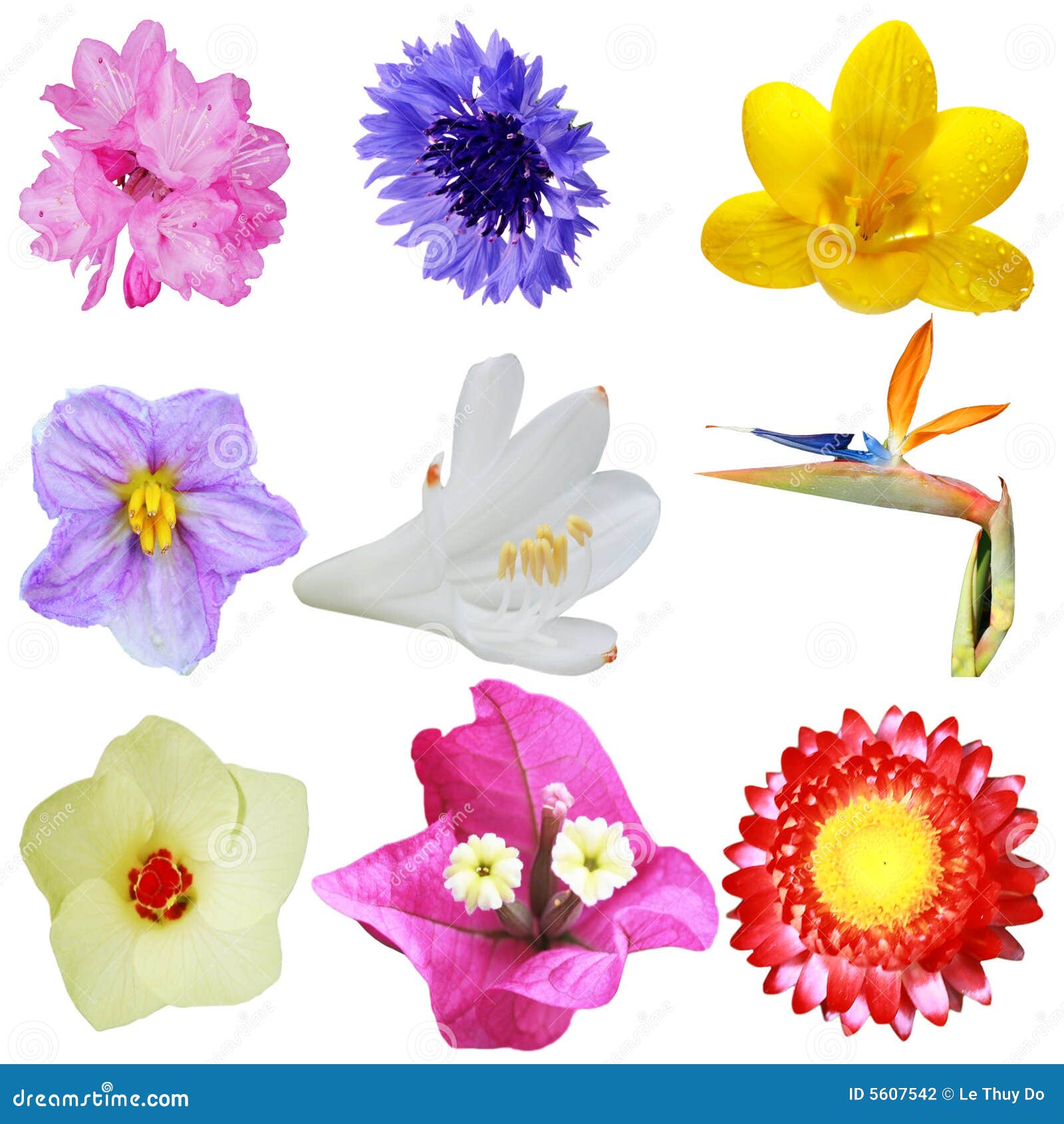 Head flowers stock photo. Image of plant, yellow, bougainvillia 5607542