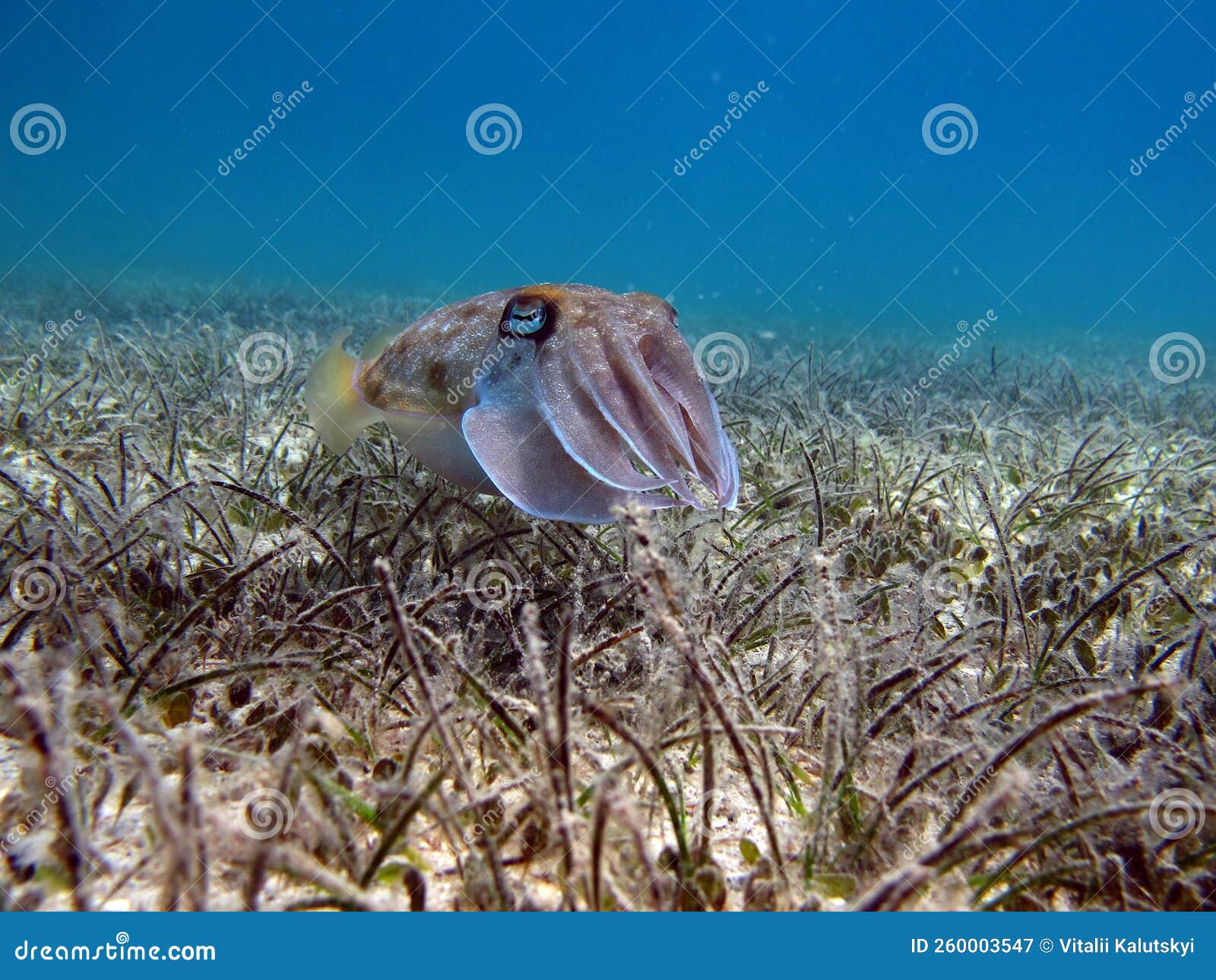 Headfooted Mollusks. Cuttlefish Squad. Pharaoh Cuttlefish Stock Image