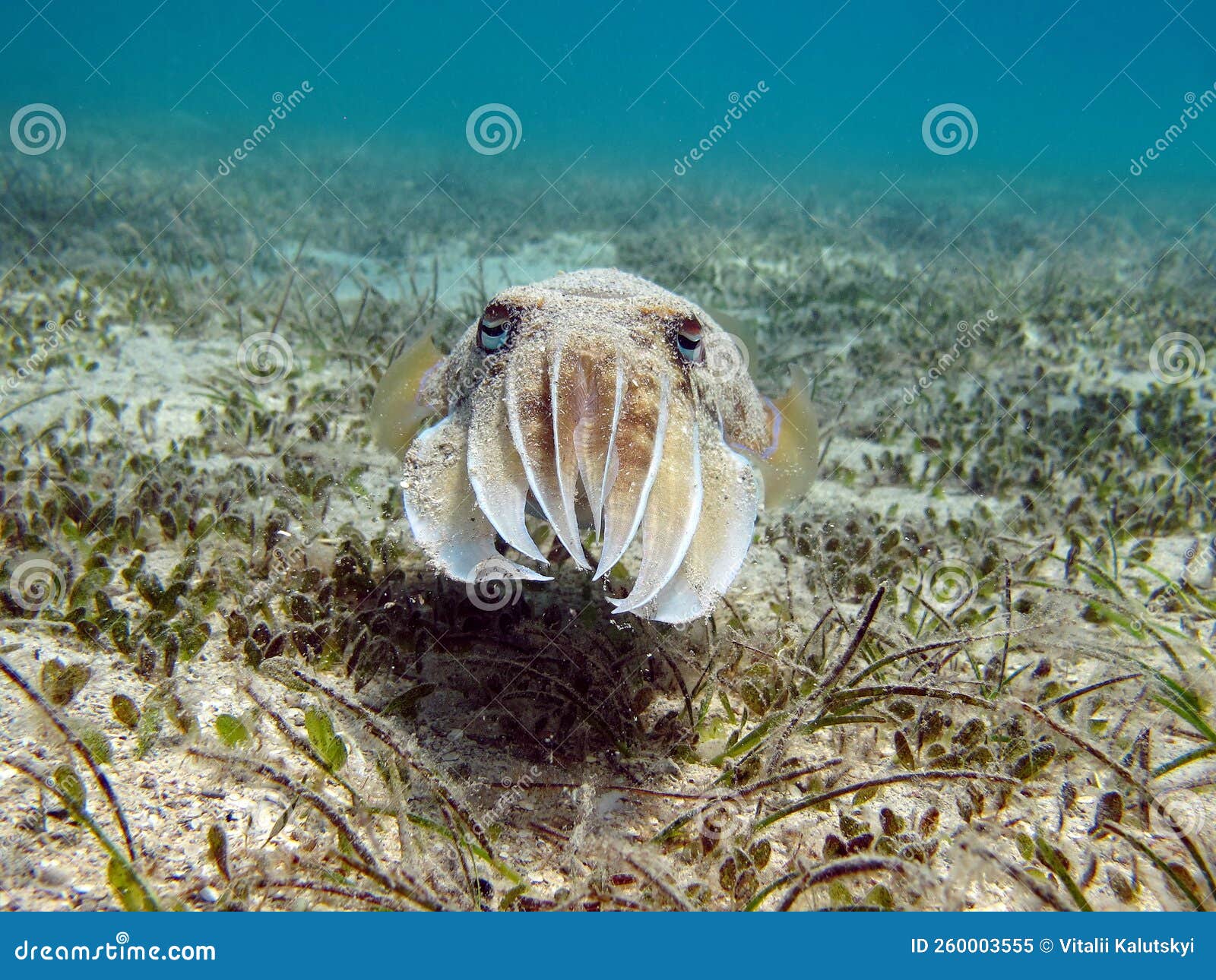 Headfooted Mollusks. Cuttlefish Squad. Pharaoh Cuttlefish Stock Image