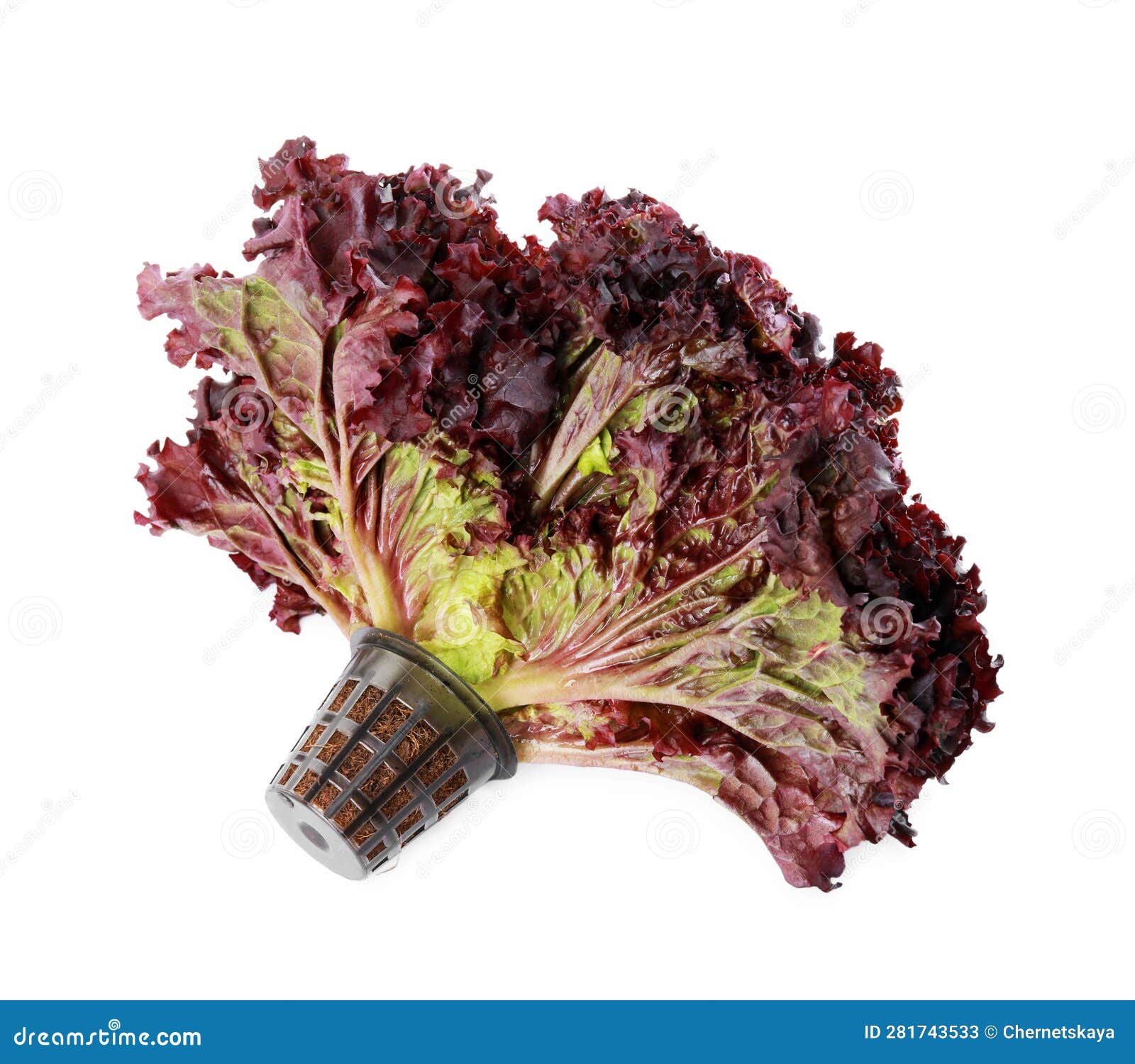 Head of Fresh Red Coral Lettuce in Plastic Container Isolated on White