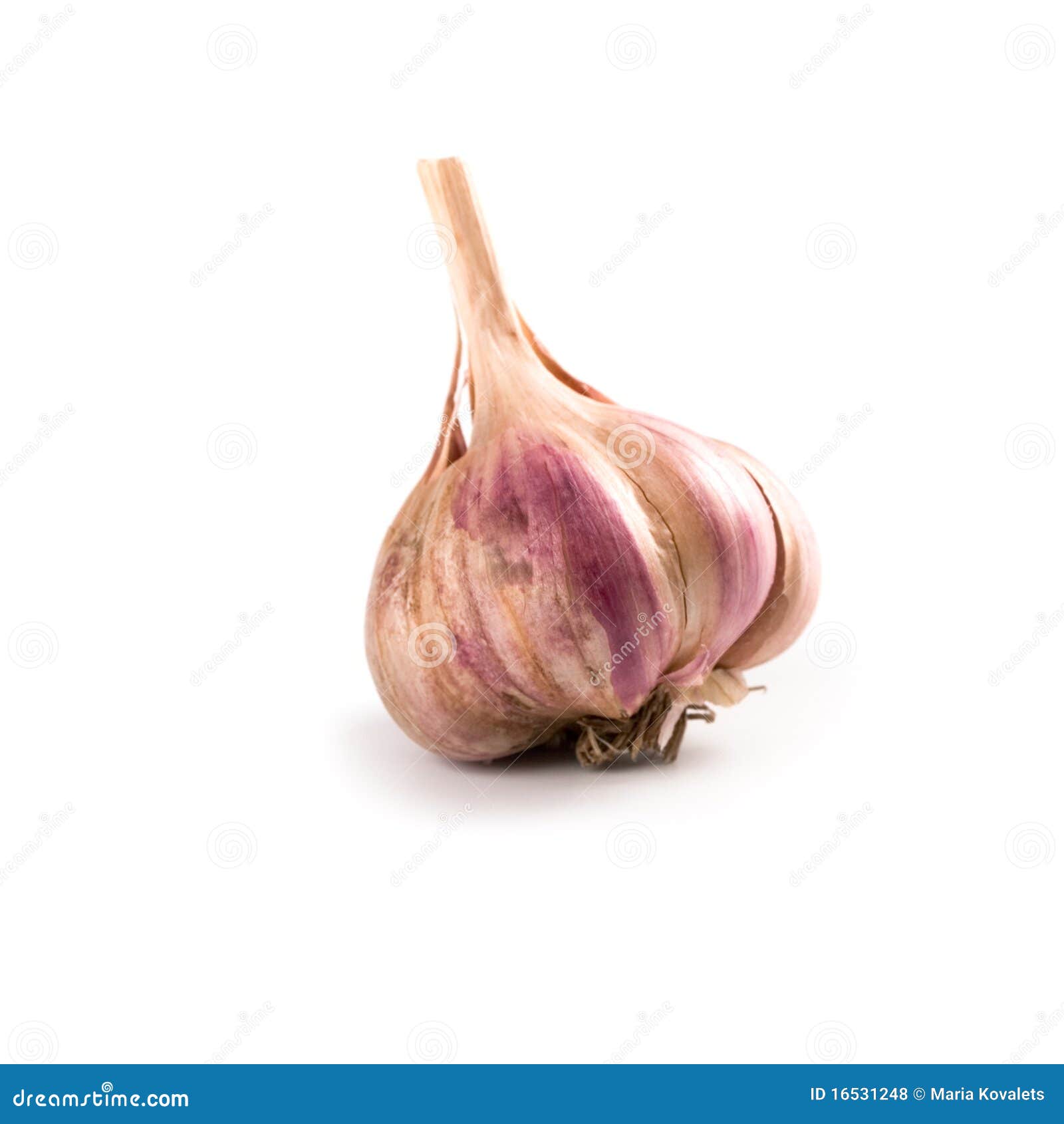 Head of garlic stock photo. Image of eating, white, spice 16531248