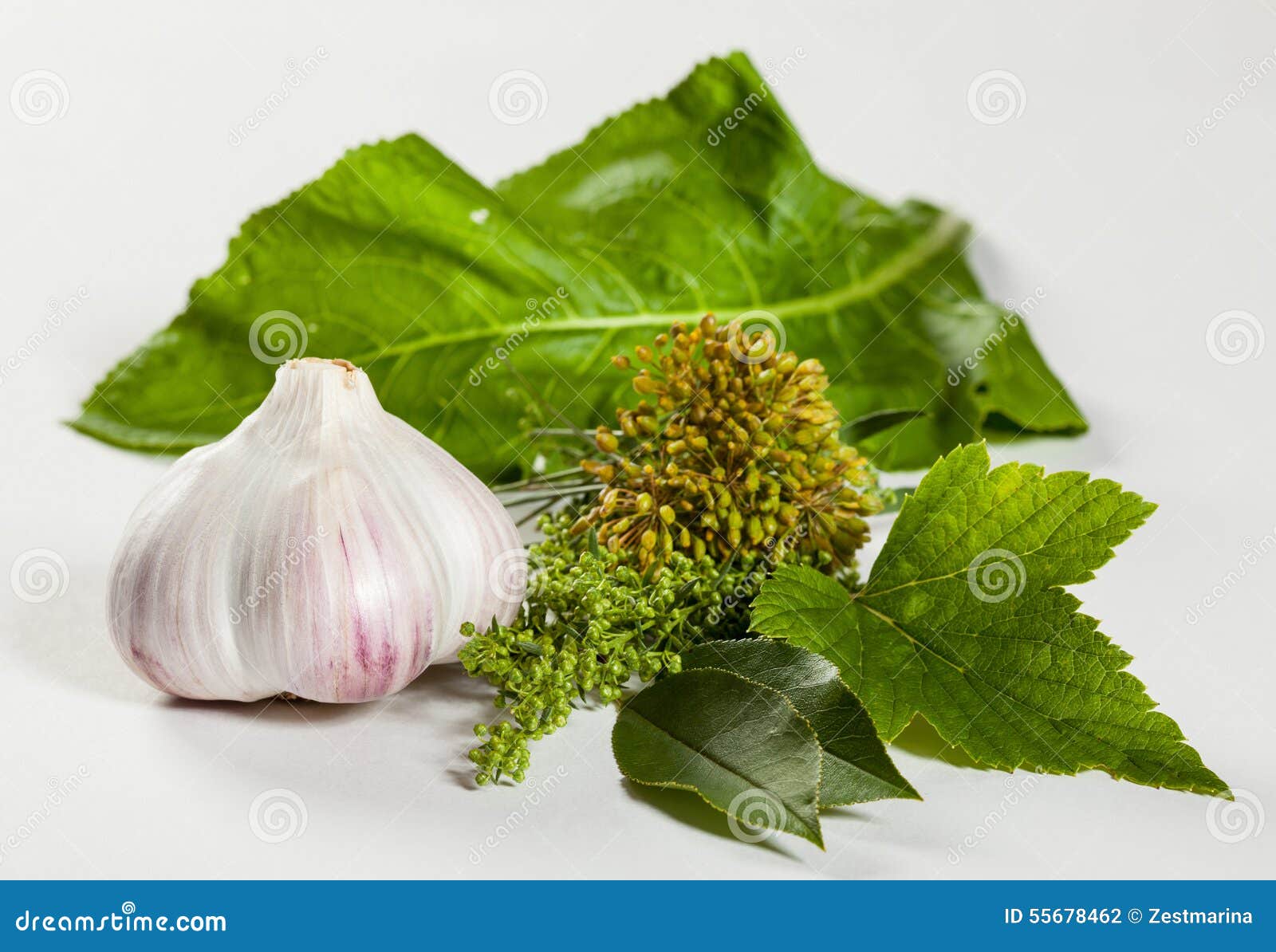 Head of Garlic and Fresh Greens Stock Photo Image of dill, studio