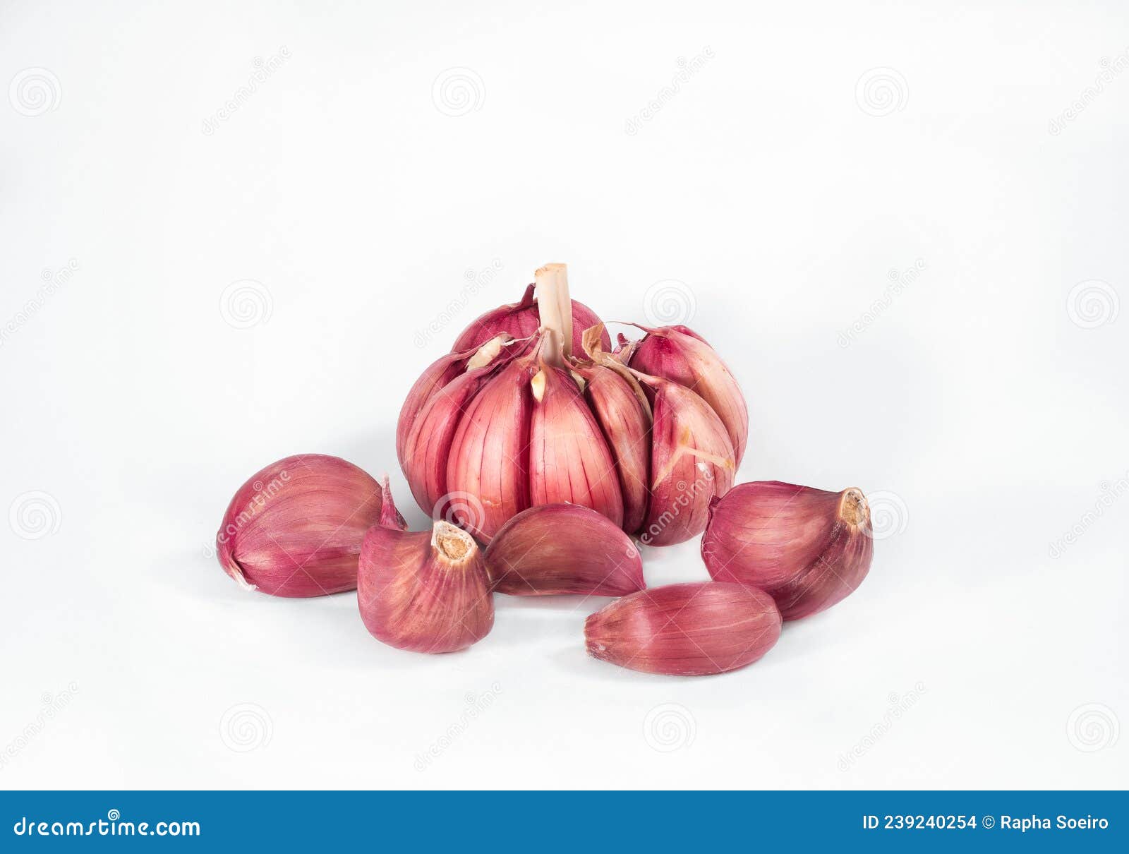A head of garlic stock photo. Image of closeup, isolated 239240254
