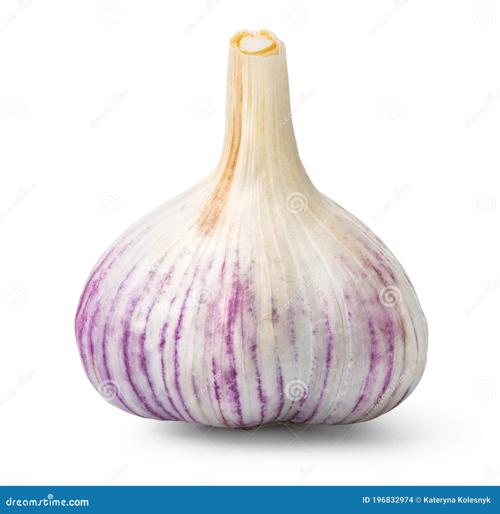 Head of garlic stock photo. Image of organic, eating 196832974