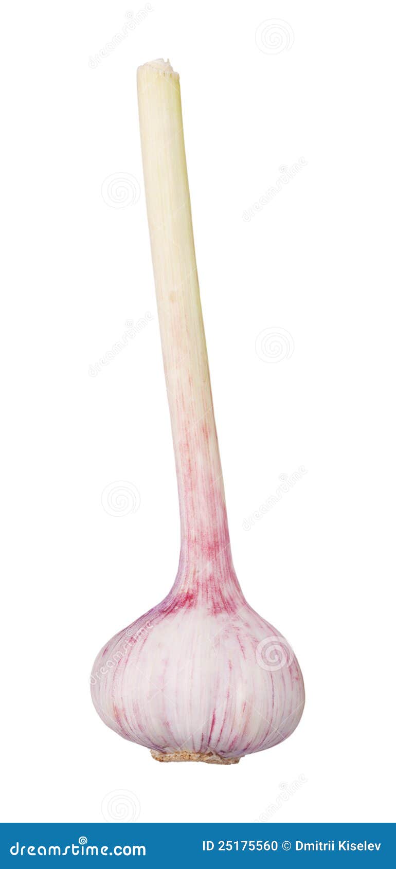 The Head of Garlic with a Long Stem Stock Photo Image of seasoning