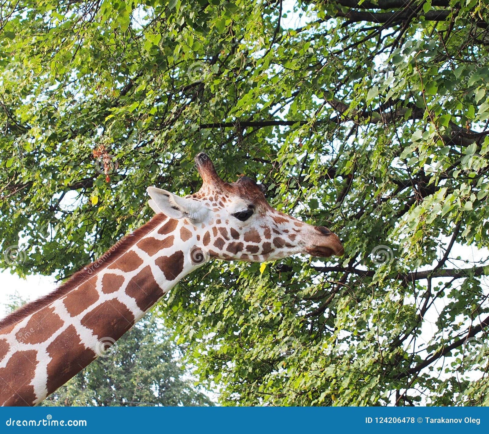 The Head of a Giraffe. the Animal Eats Leaves on the Branches of a Tree