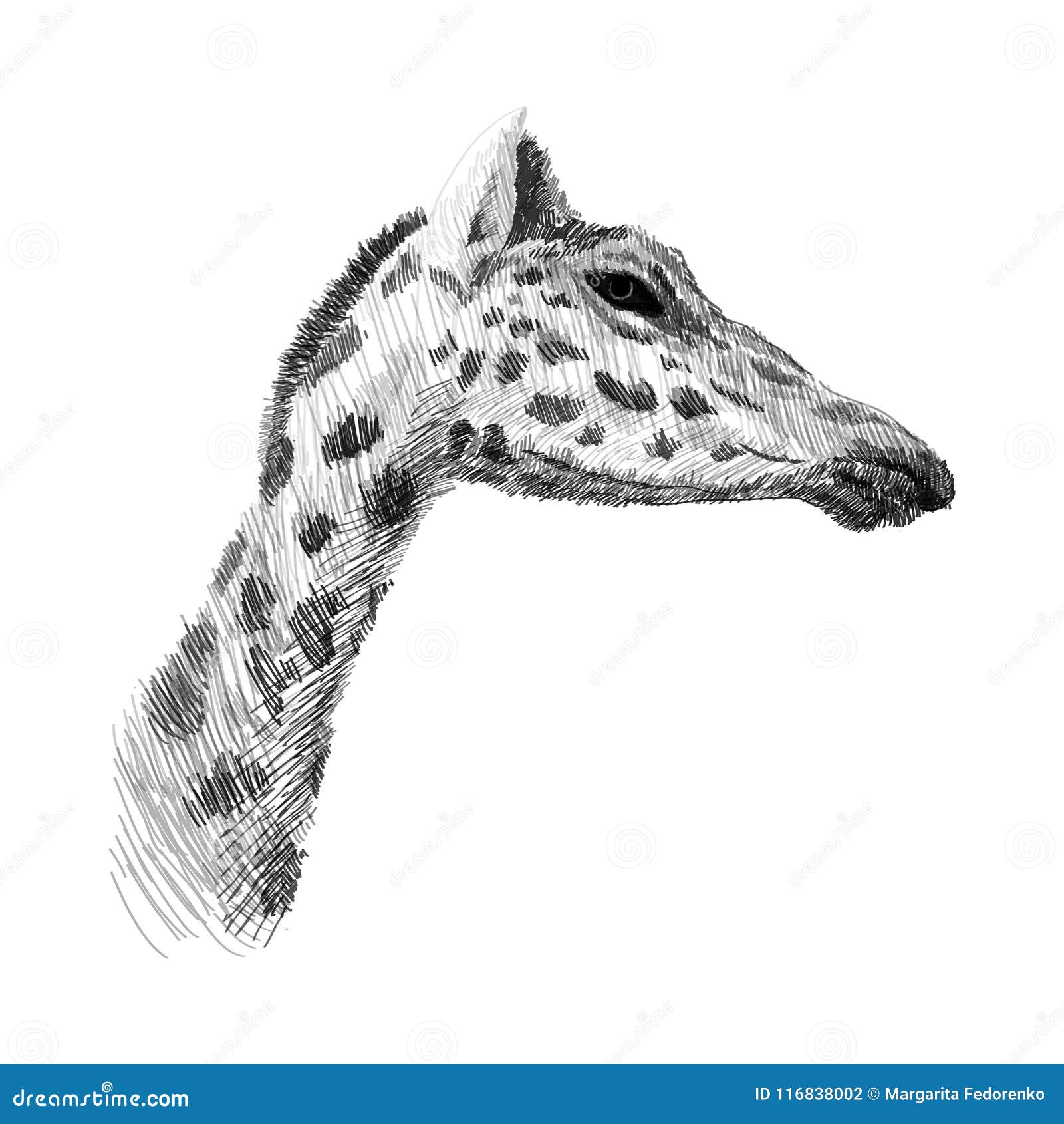 How to Draw a Giraffe Head  HelloArtsy