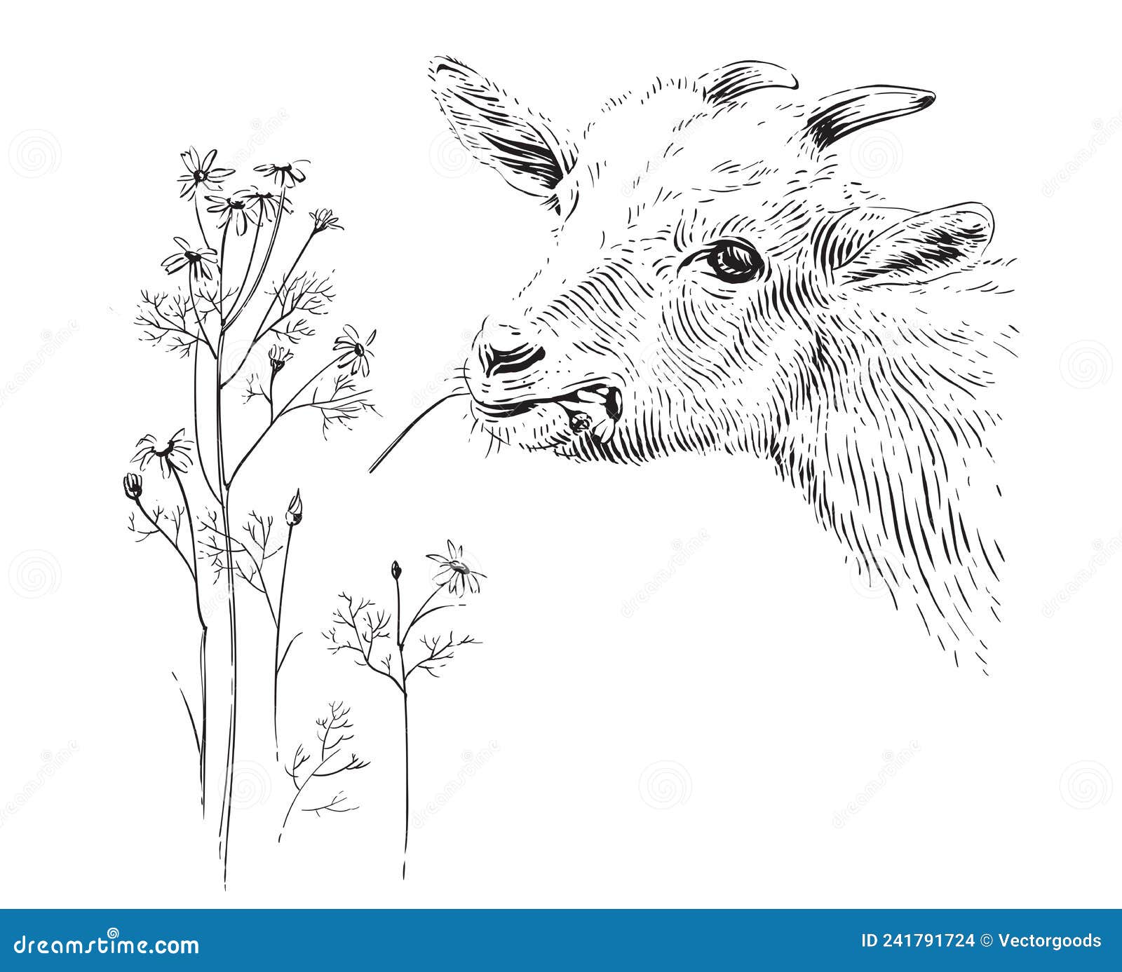 head goat hand drawing sketch engraving  style