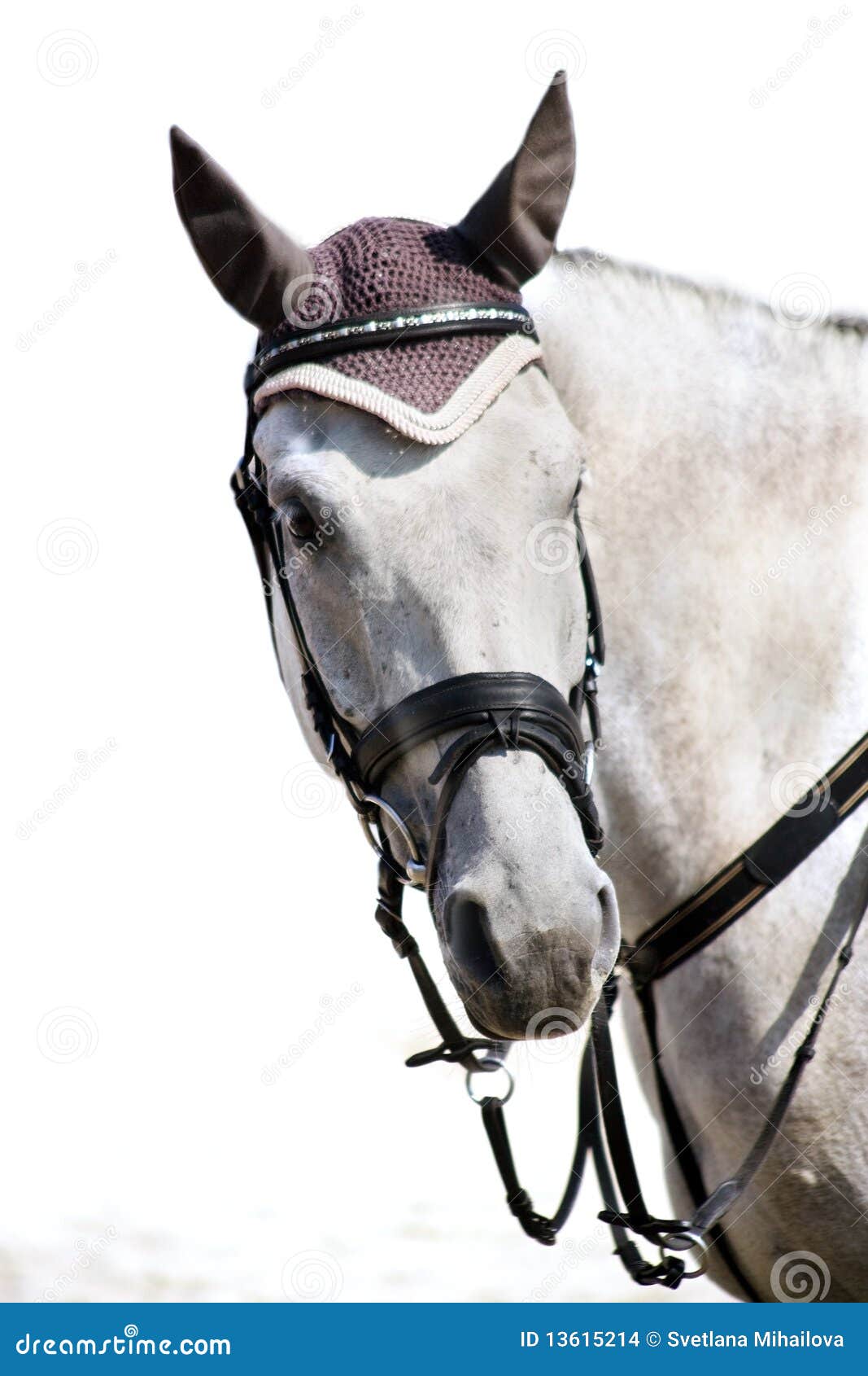 head of grey sporting horse