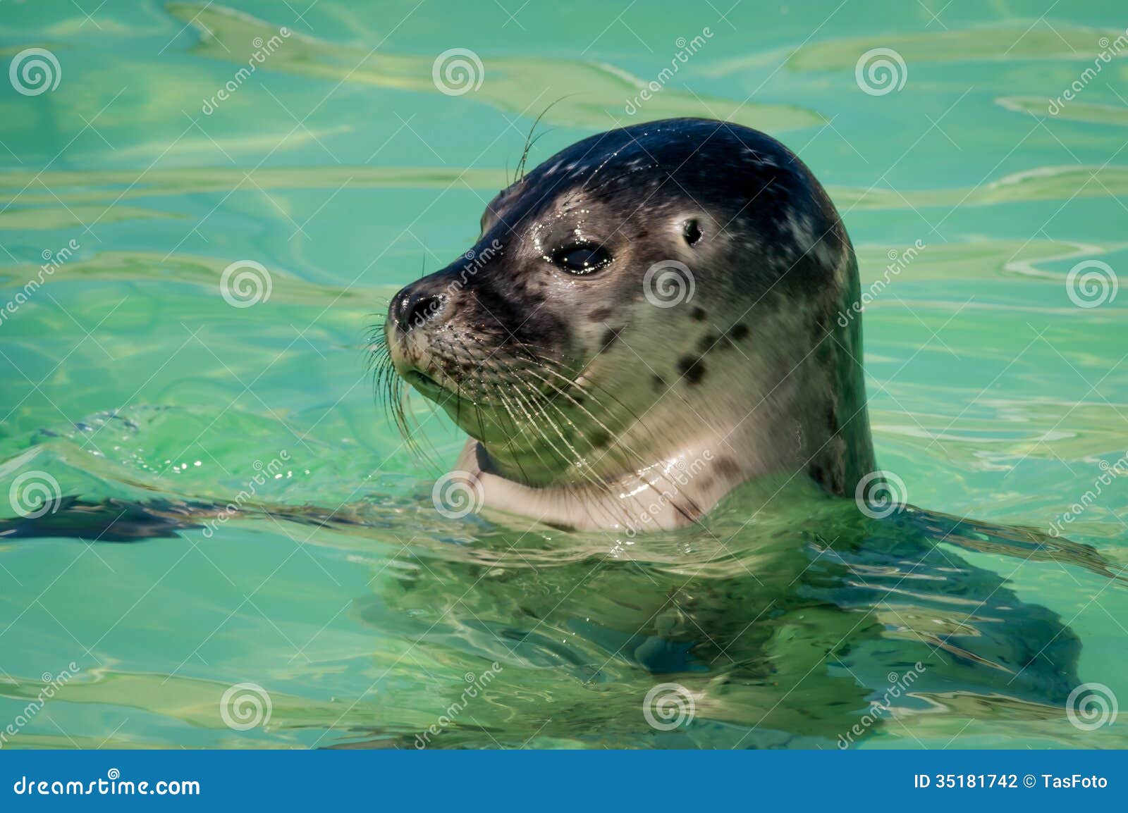 head of harbor seal
