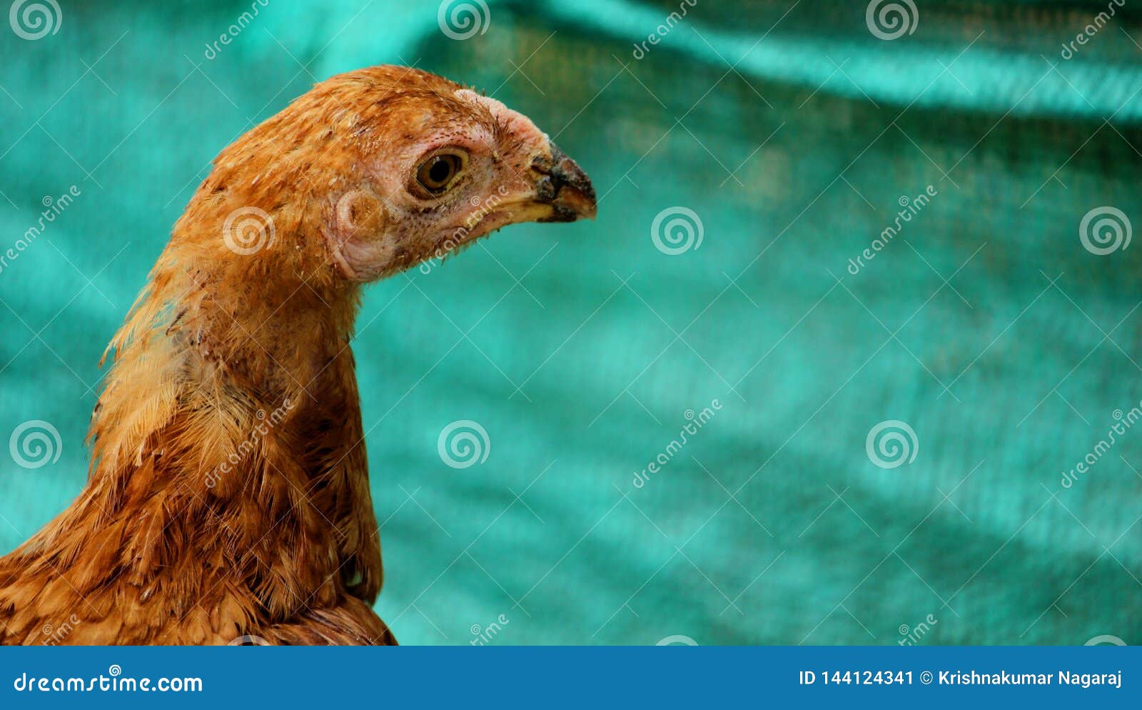 Head of a sicked Hen. Head of a hen from caged farming - animal protection concept