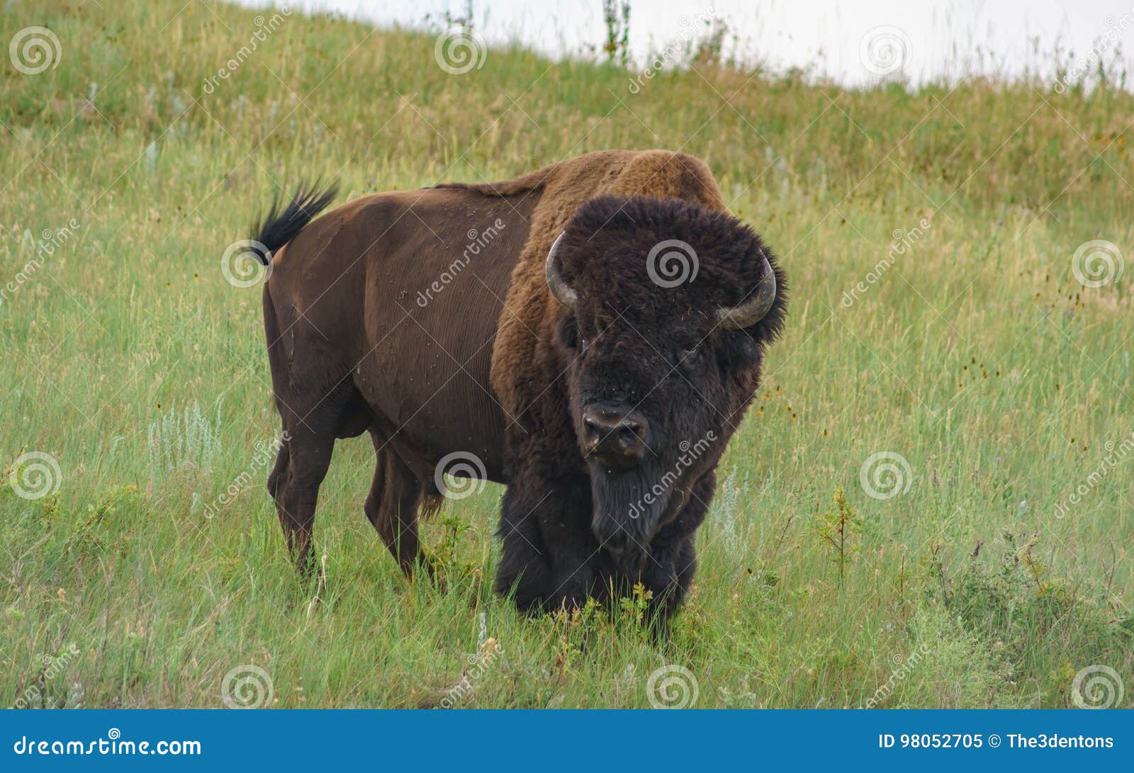 Head Honcho stock image. Image of bison, blackhills, nature 98052705
