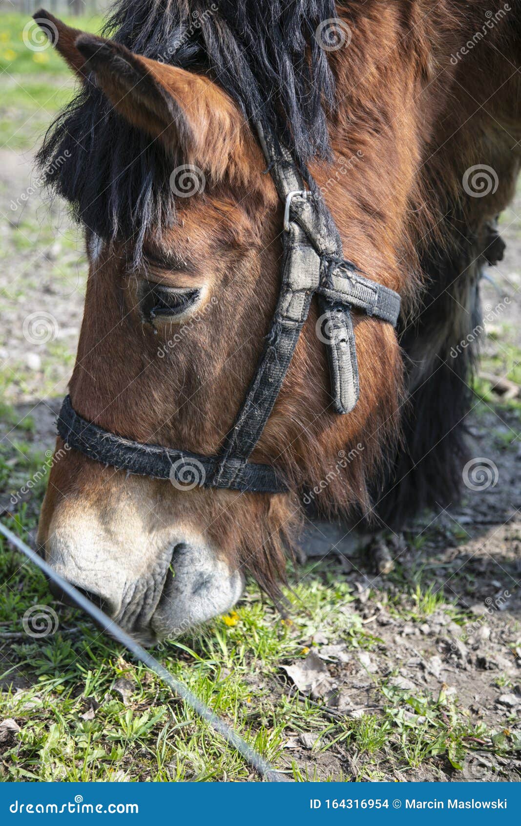 Head of a Horse Biting Grass Stock Photo Image of field, background