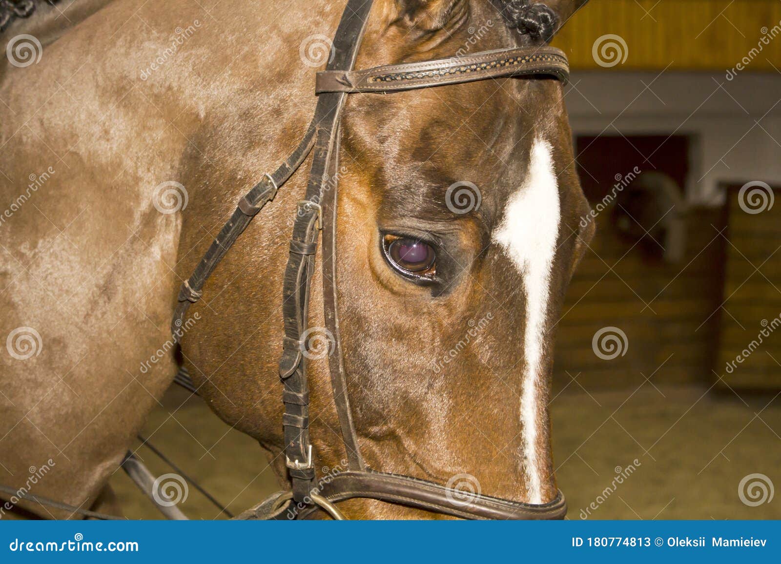 Head of a Horse in a Bridle Assembly Stock Image Image of hold