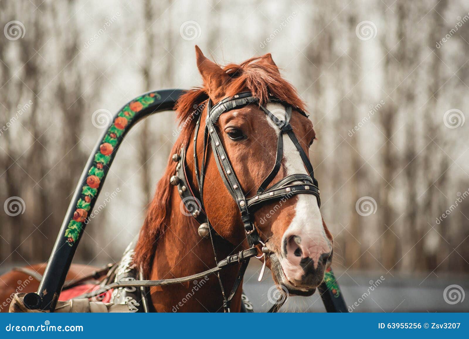 Head of a horse in harness stock photo. Image of pride 63955256