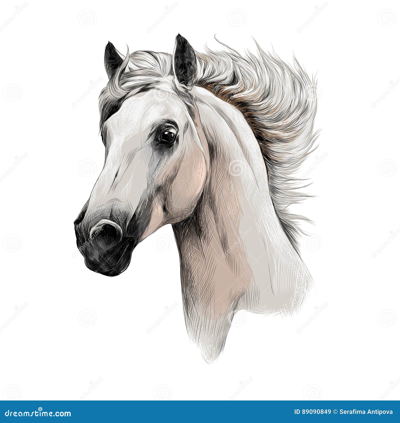 Head Horse Profile Sketch Vector Stock Vector Illustration of mane
