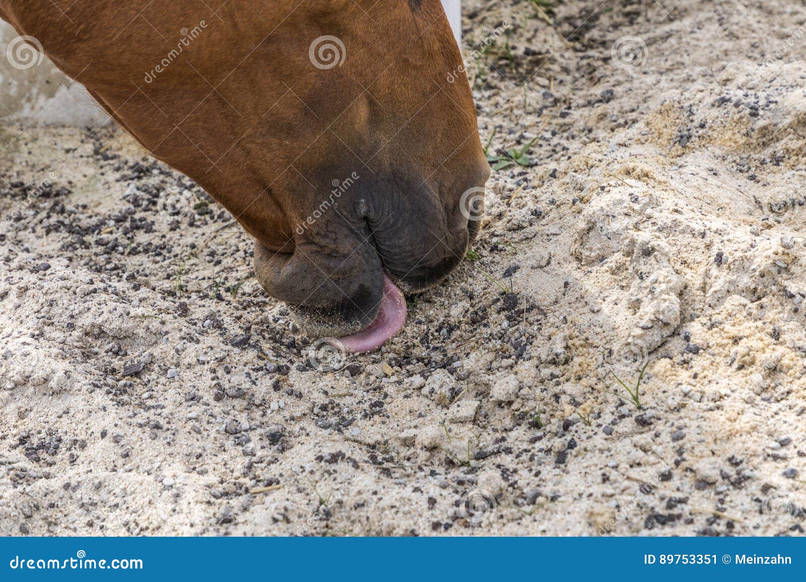 Head of Horses Licking Sand and Minerals Stock Image Image of riding