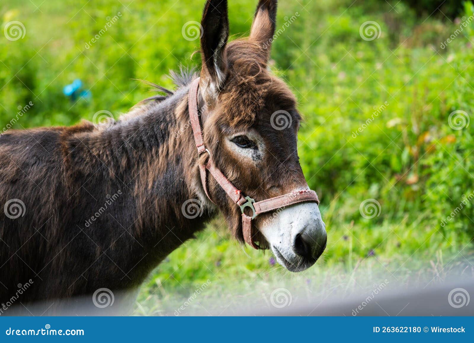Head of an Irish Donkey in Closeup Stock Photo Image of poitevin, french 263622180