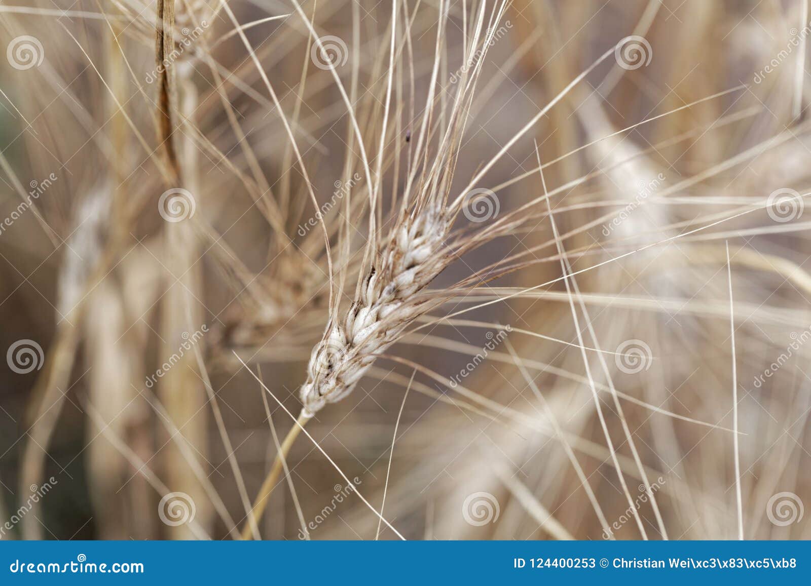 A head of Khorasan wheat or Oriental wheat Triticum turgidum ssp. turanicum in a field.