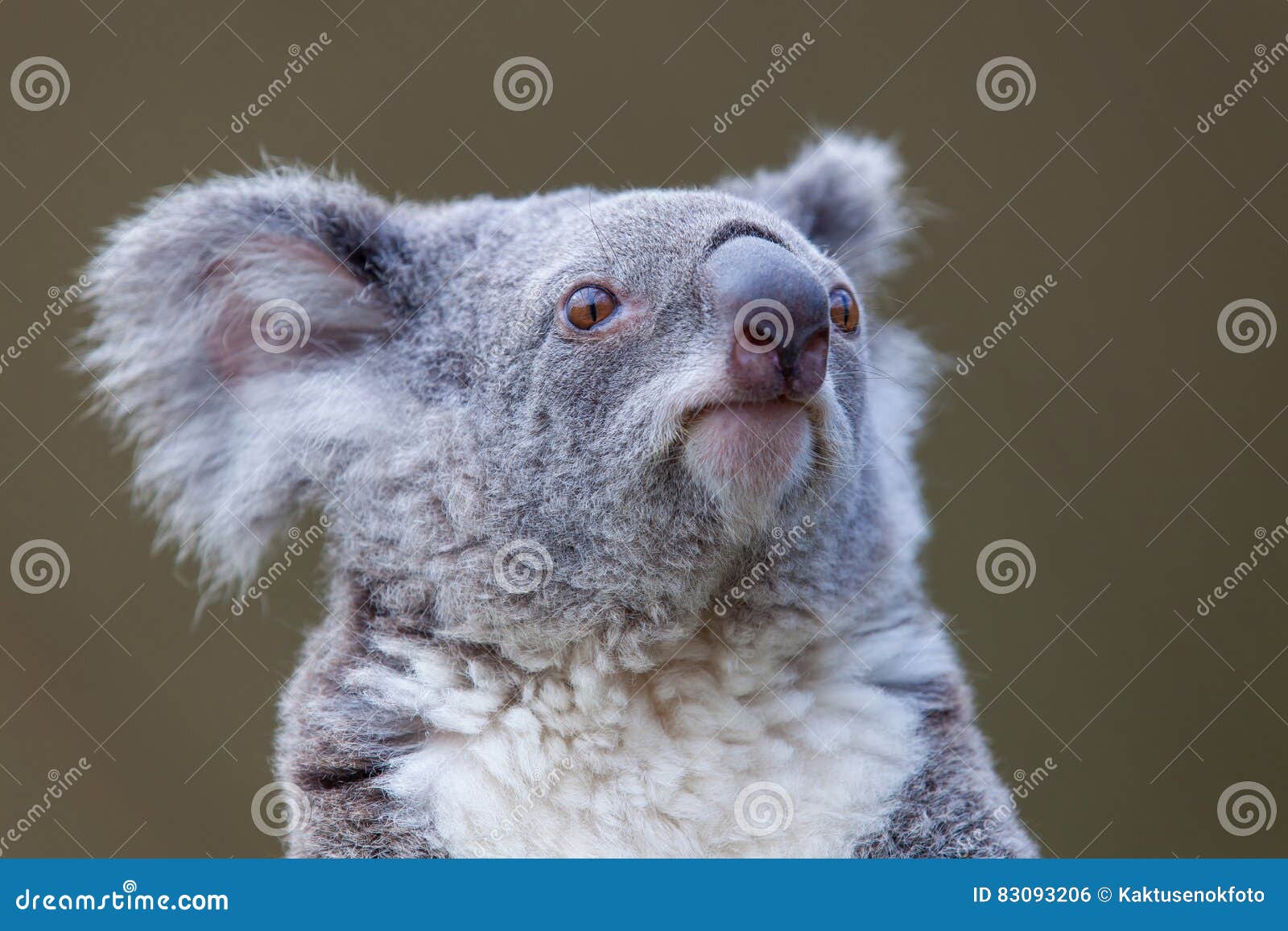 Head Koala stock photo. Image of pretty, design, surprise 83093206