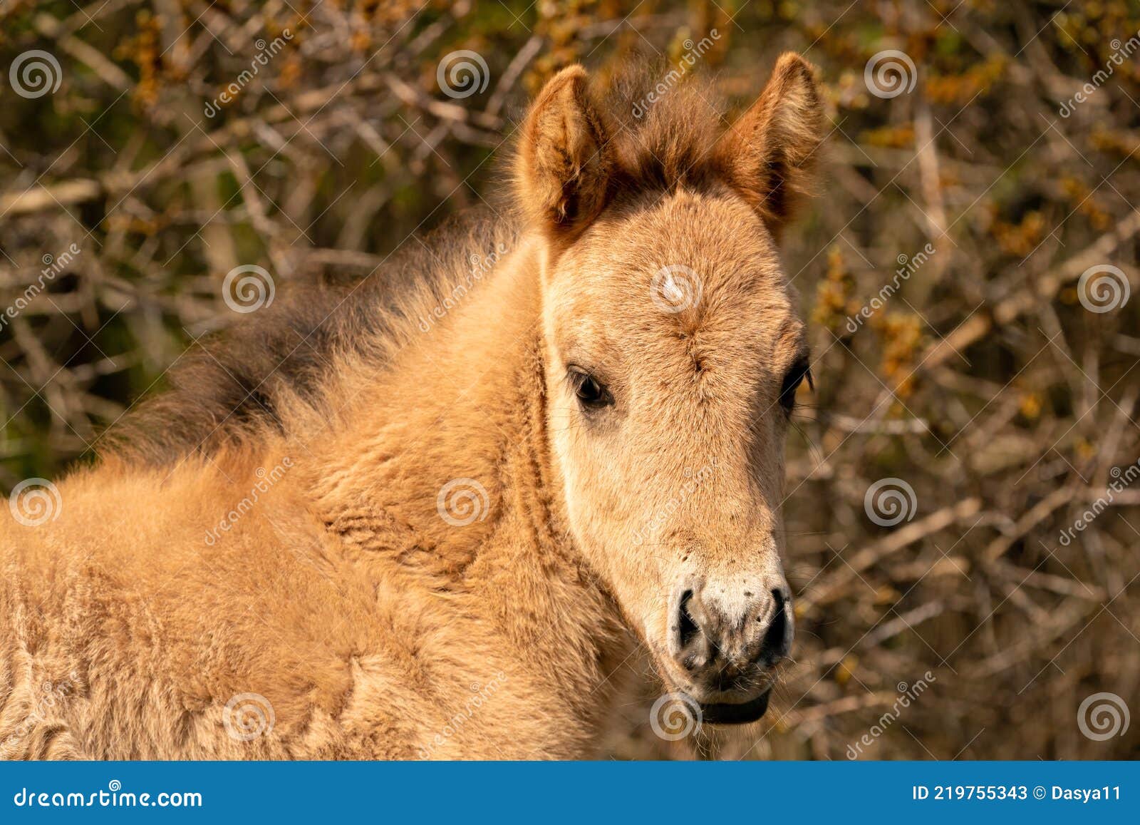 Head of a Konik Horse Foal. the Cute Young Animal Looks Straight into the  Camera Stock Image - Image of equine, spring: 219755343