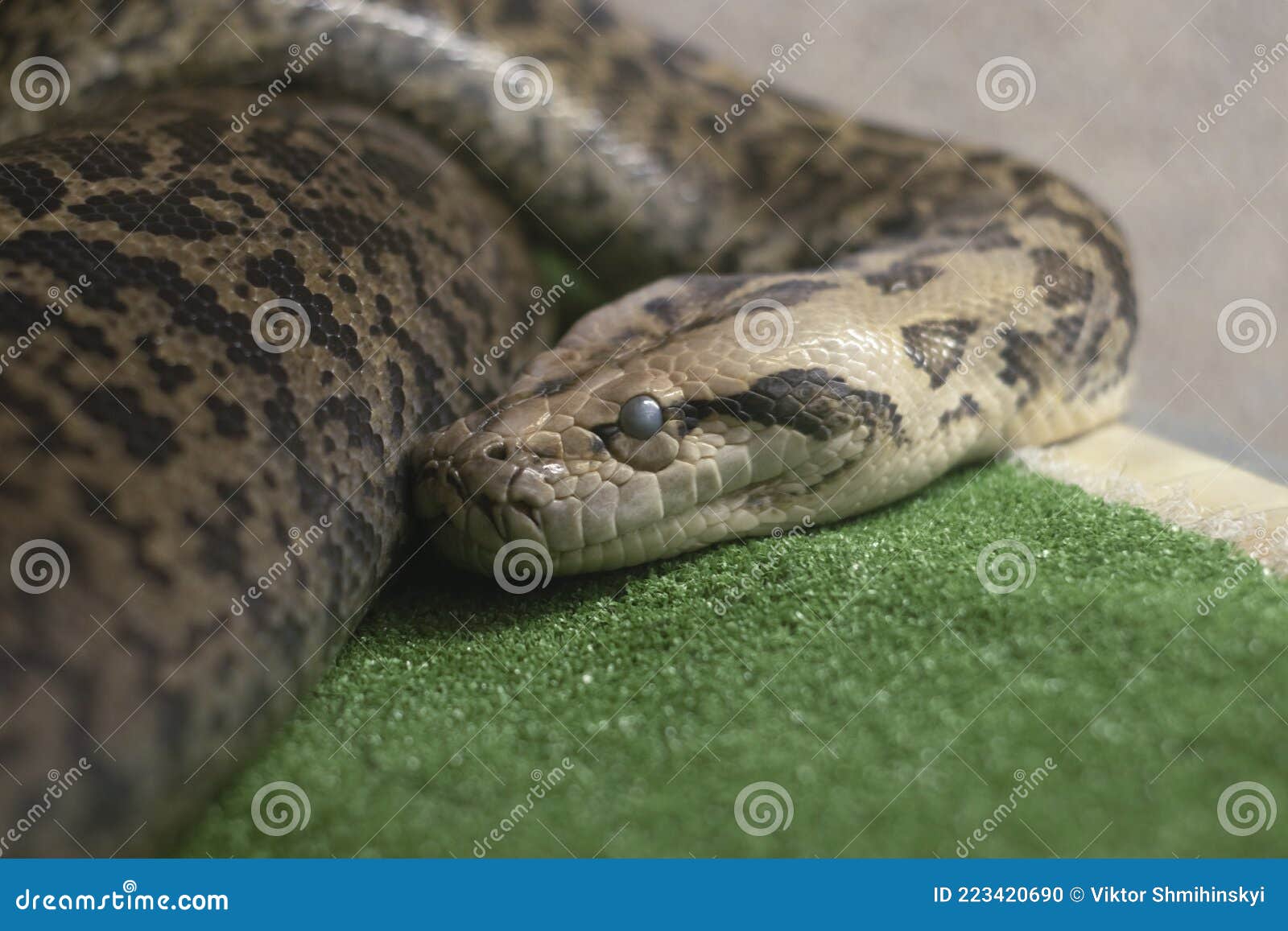 Head of a Large Spotted Boa Constrictor Lying in a Terrarium Closeup