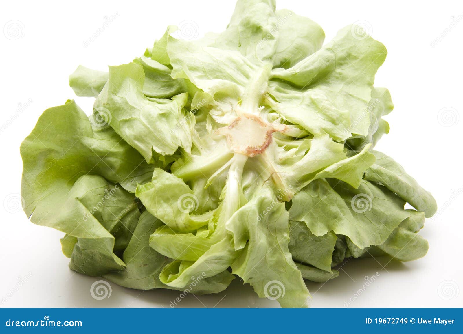 Head lettuce stock image. Image of vegetable, food, isolated 19672749
