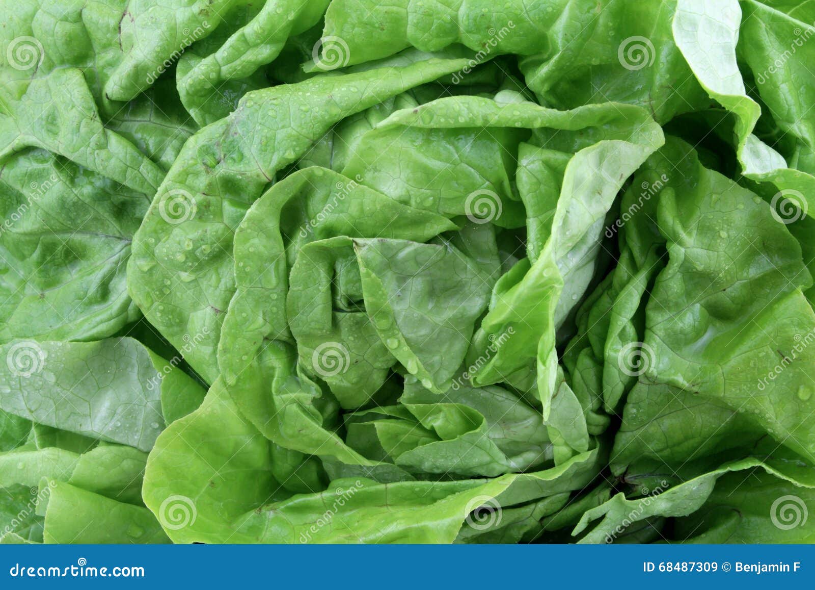 A head lettuce stock image. Image of german, lettuce 68487309
