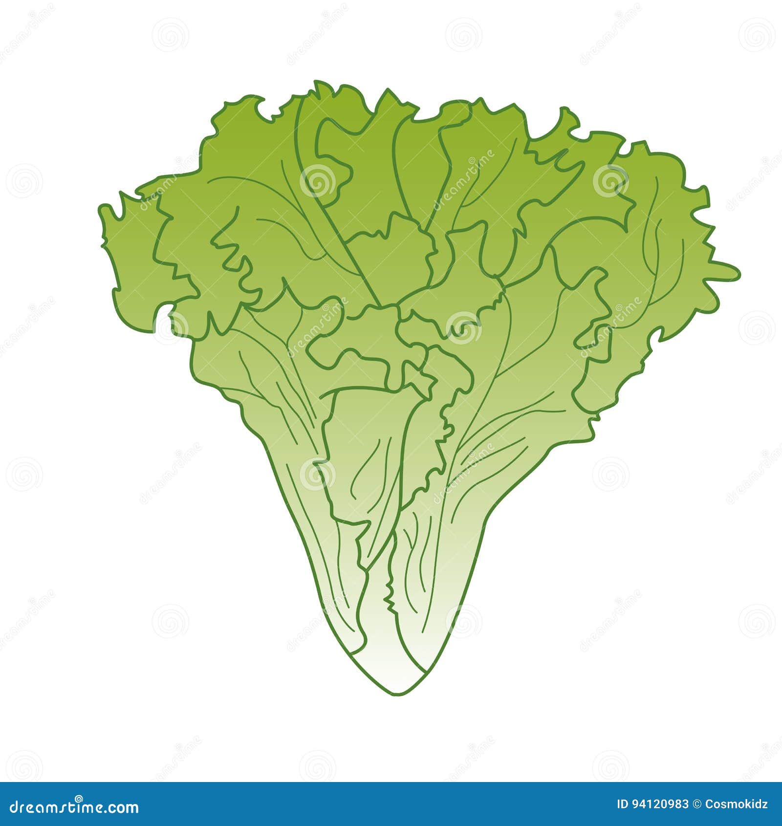 Lettuce Vector Illustration Hand Drawn Vegetable Cartoon Art
