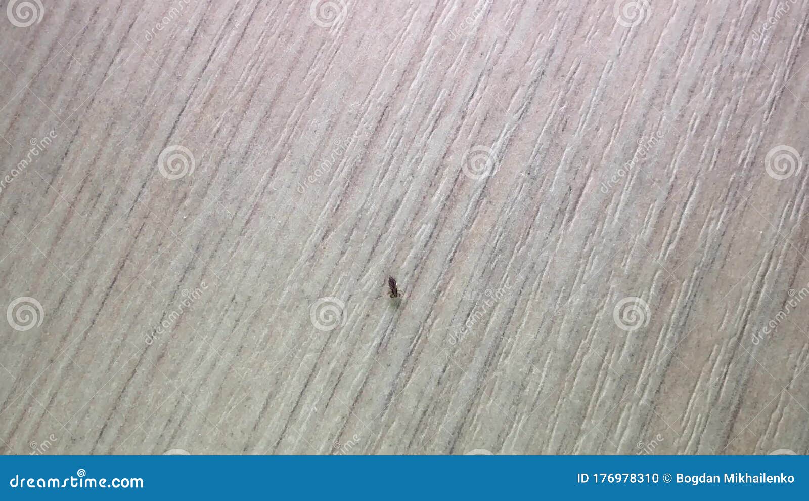 Head Lice are a Human Parasite Stock Footage Video of pediculosis